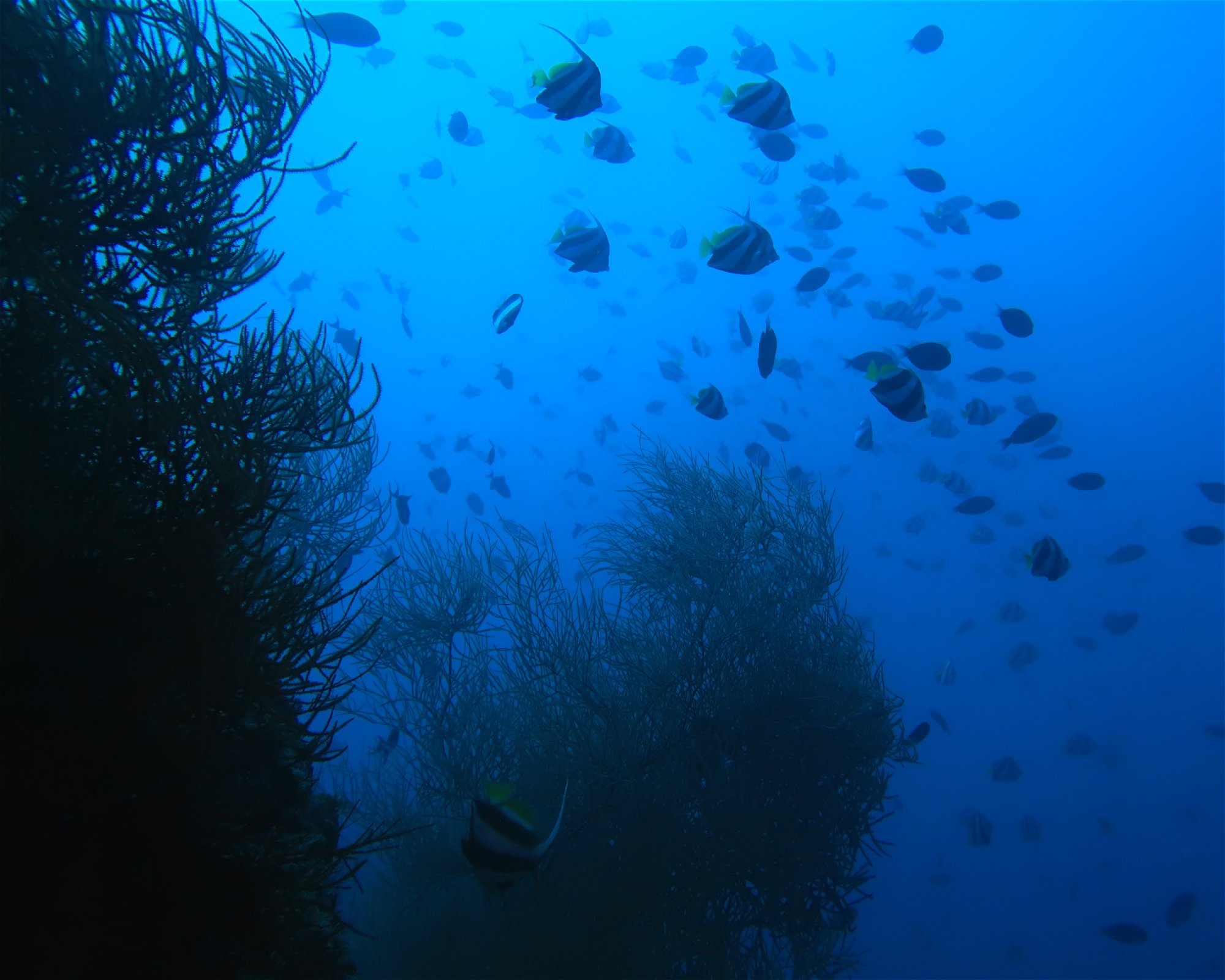 DivePoint Meedhupparu, 960 Meedhupparu