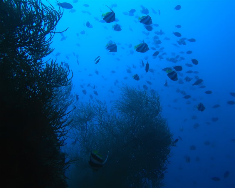 Divesite Image