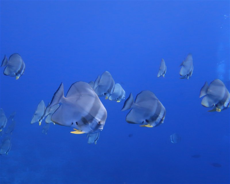 Divesite Image
