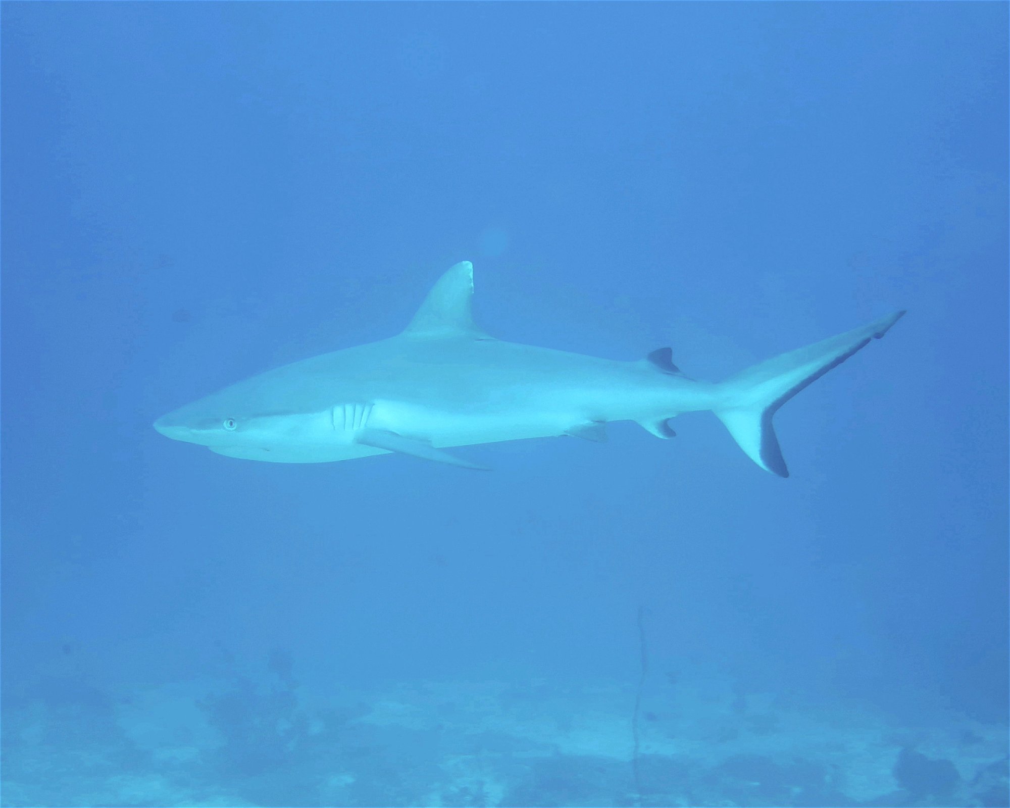 DivePoint Meedhupparu, 960 Meedhupparu