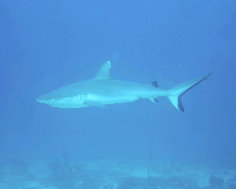 Divesite Image