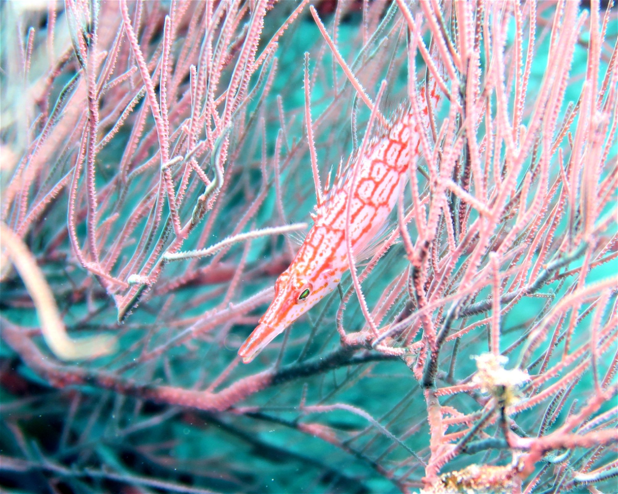 DivePoint Meedhupparu, 960 Meedhupparu