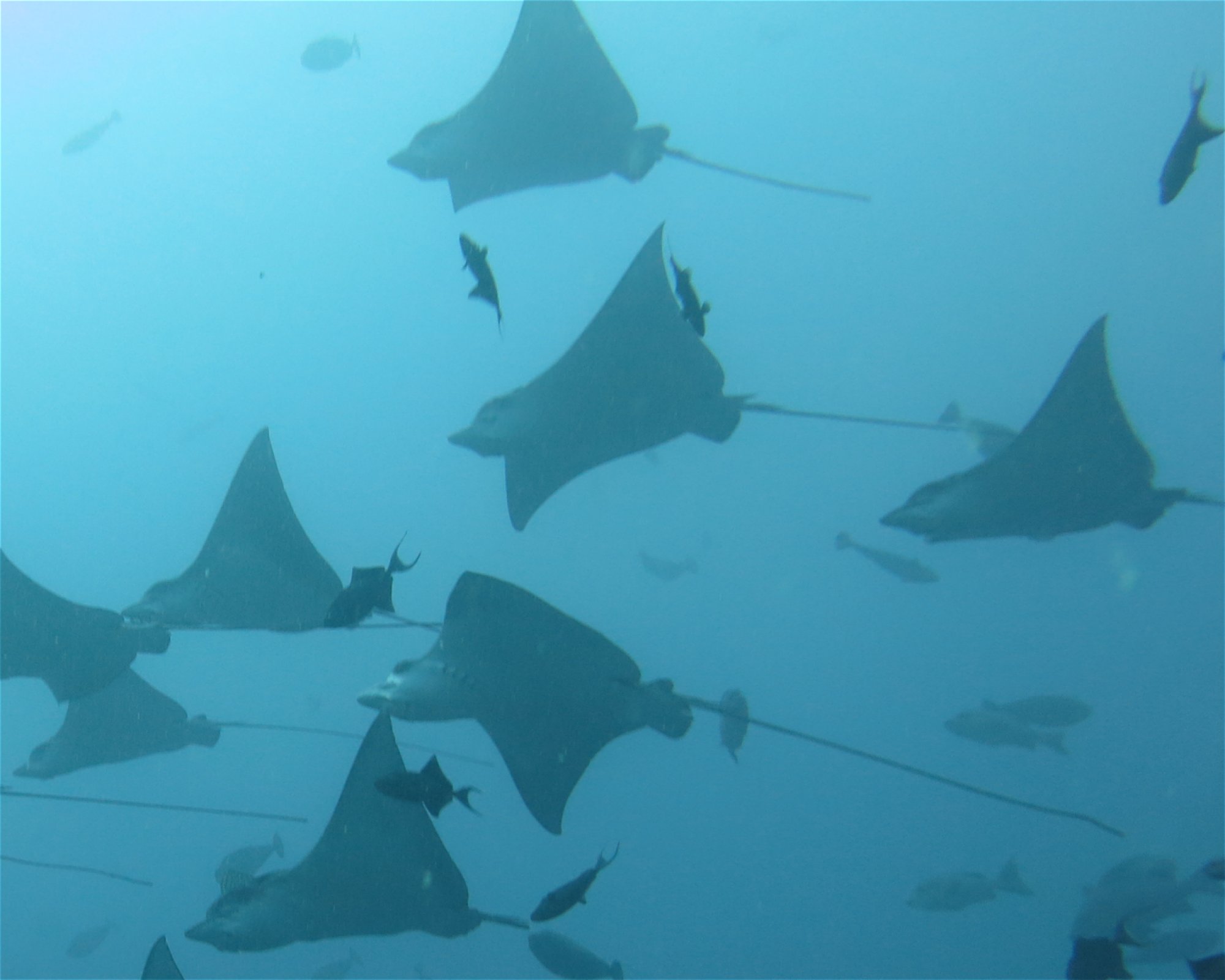 DivePoint Meedhupparu, 960 Meedhupparu