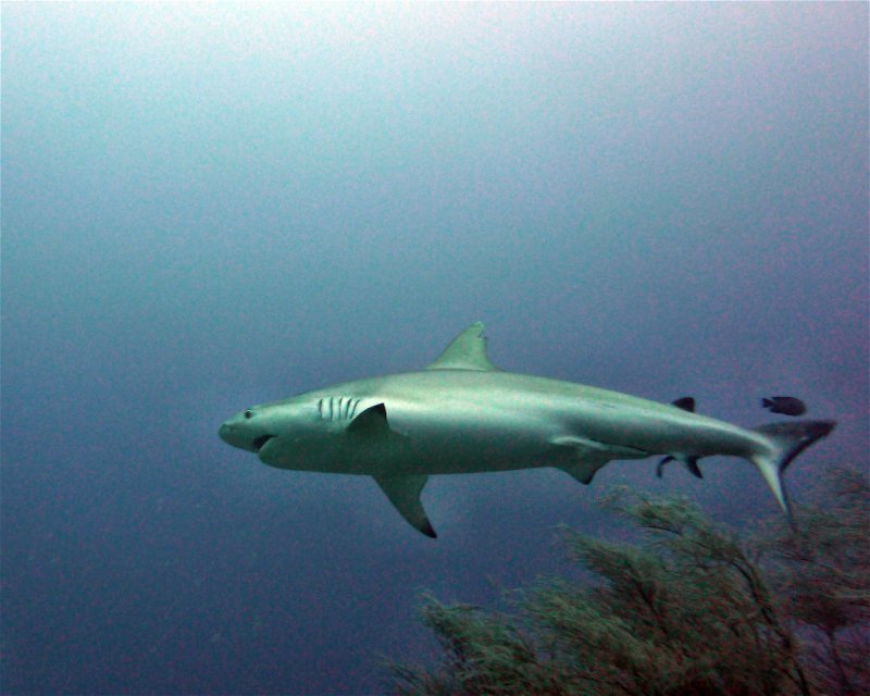 Divesite Image
