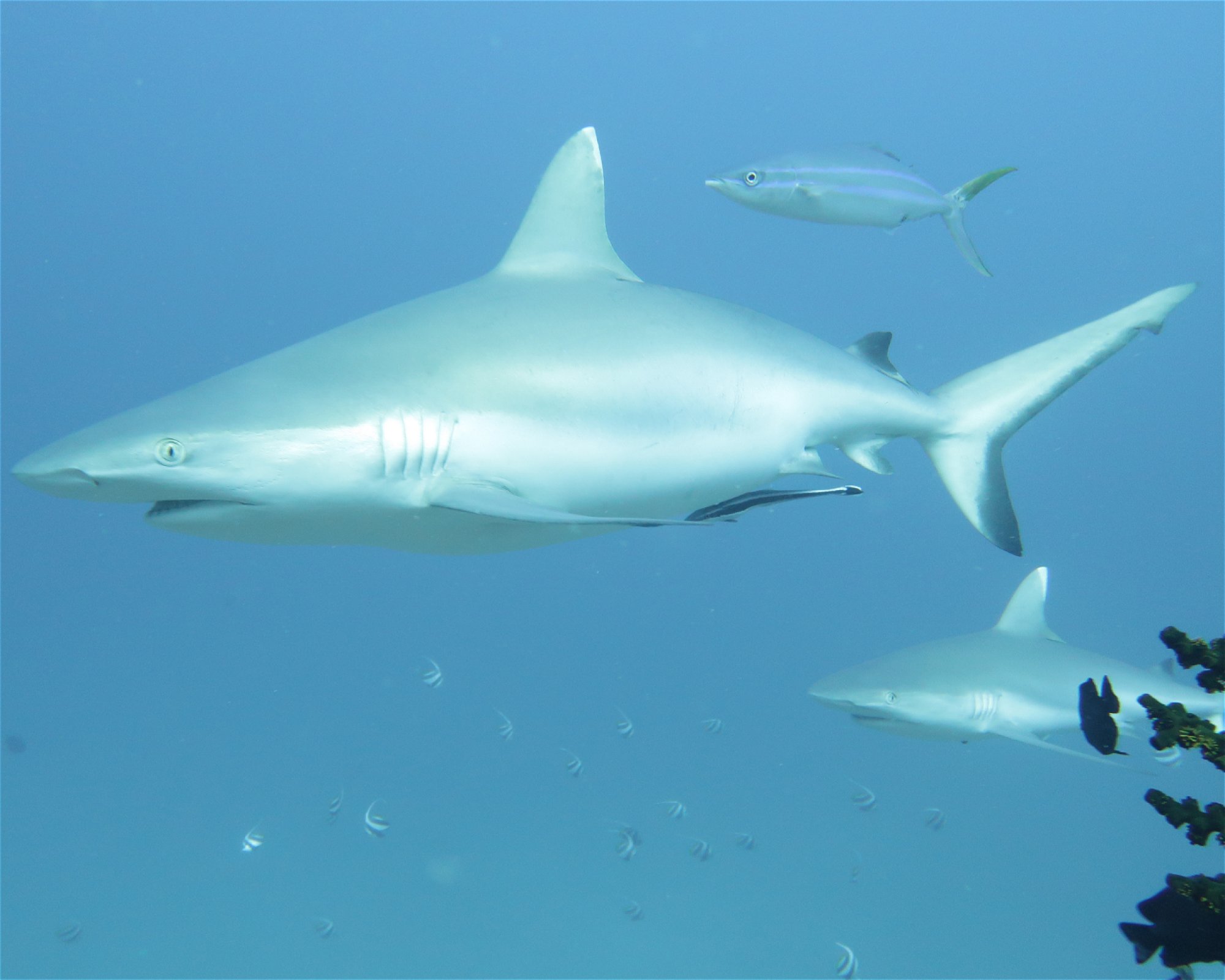 DivePoint Meedhupparu, 960 Meedhupparu