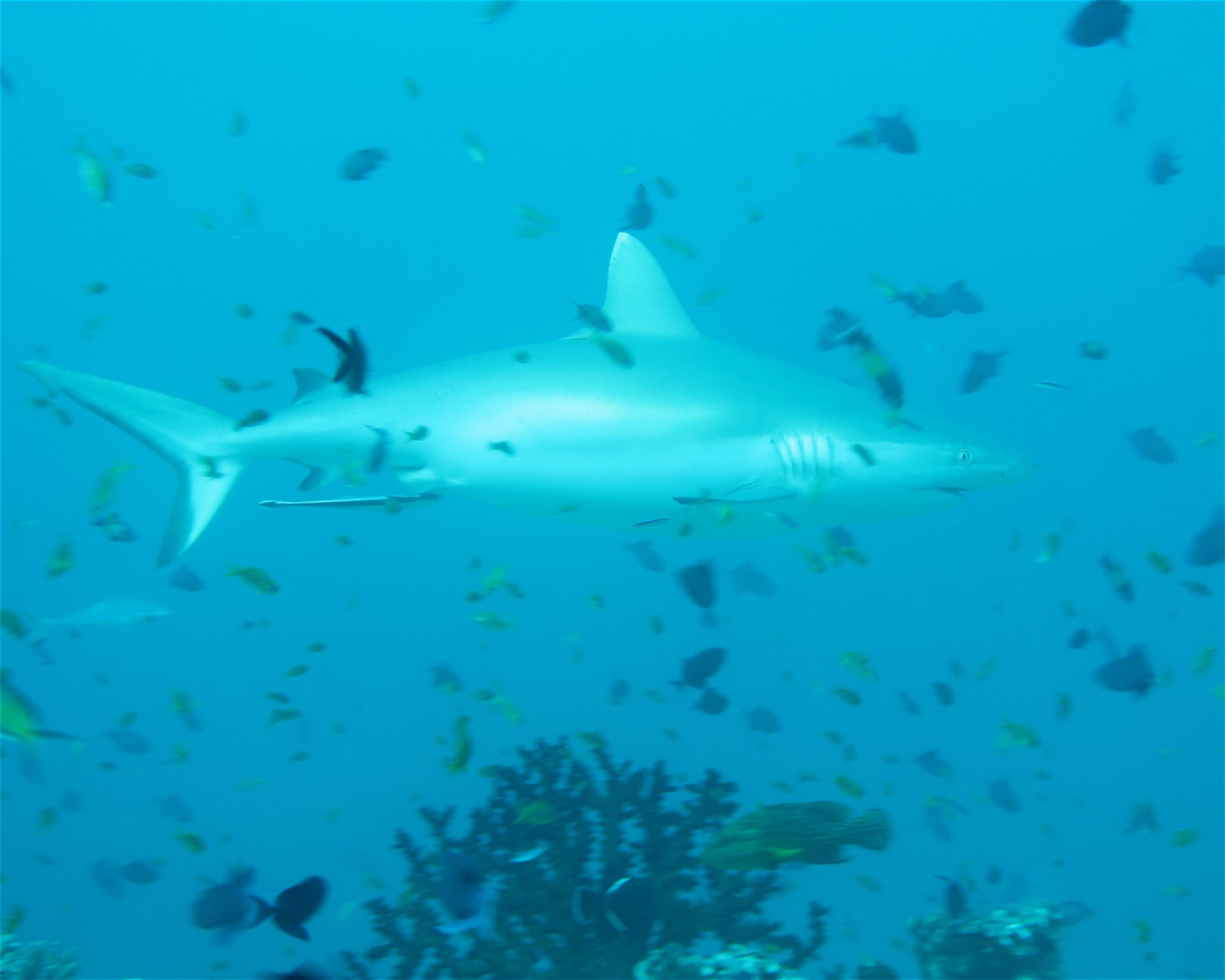 DivePoint Meedhupparu, 960 Meedhupparu