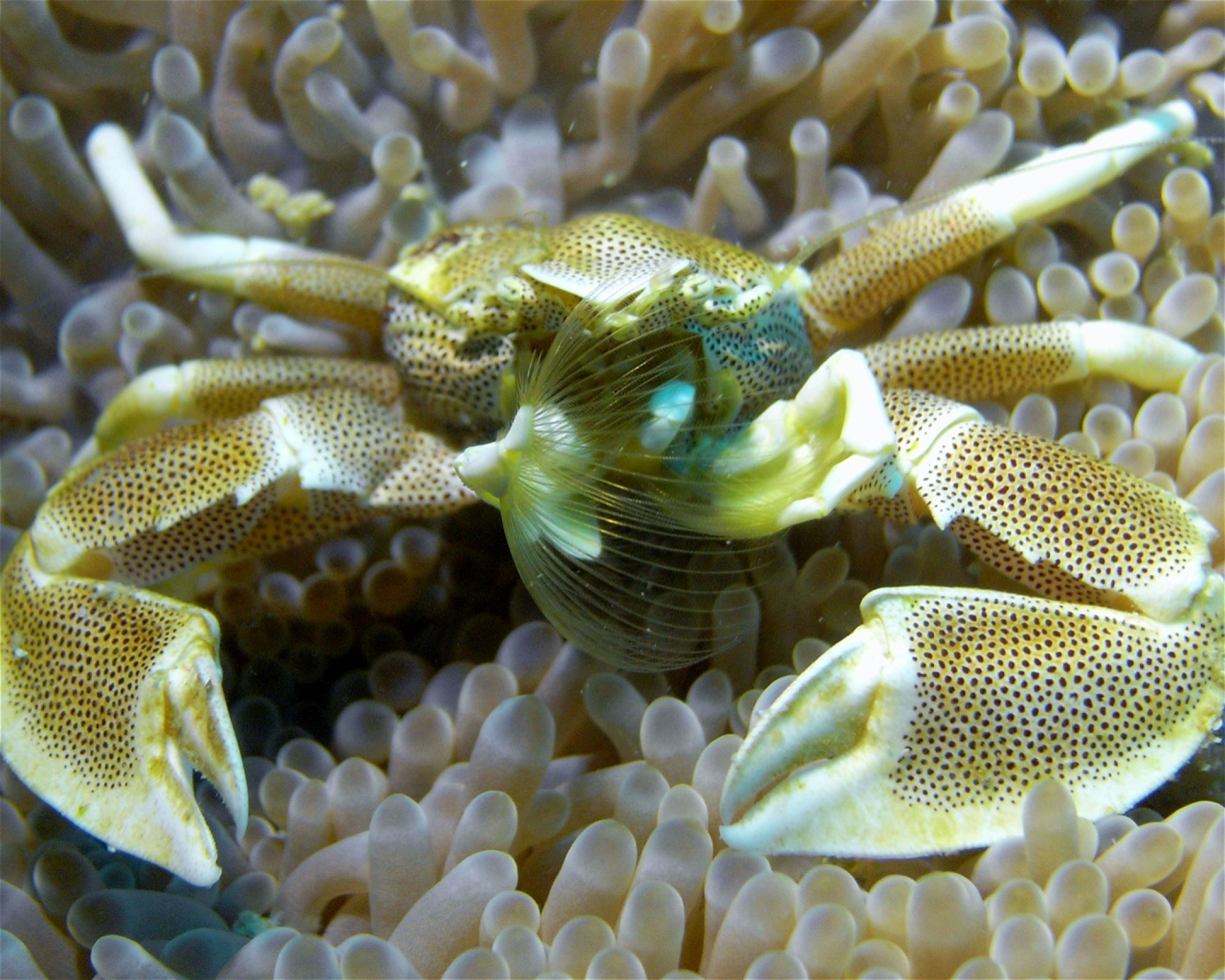 DivePoint Meedhupparu, 960 Meedhupparu