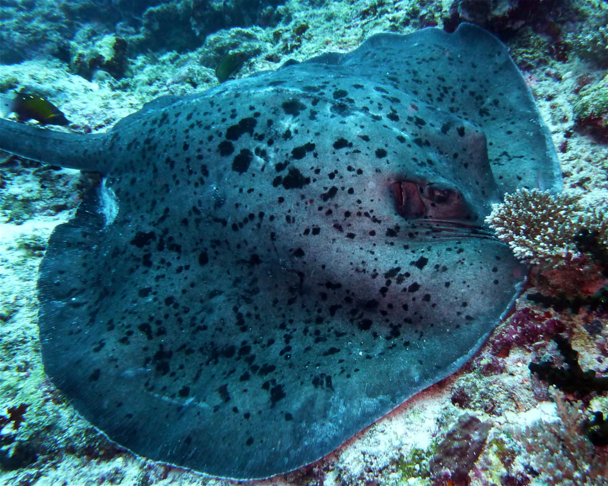 DivePoint Meedhupparu, 960 Meedhupparu