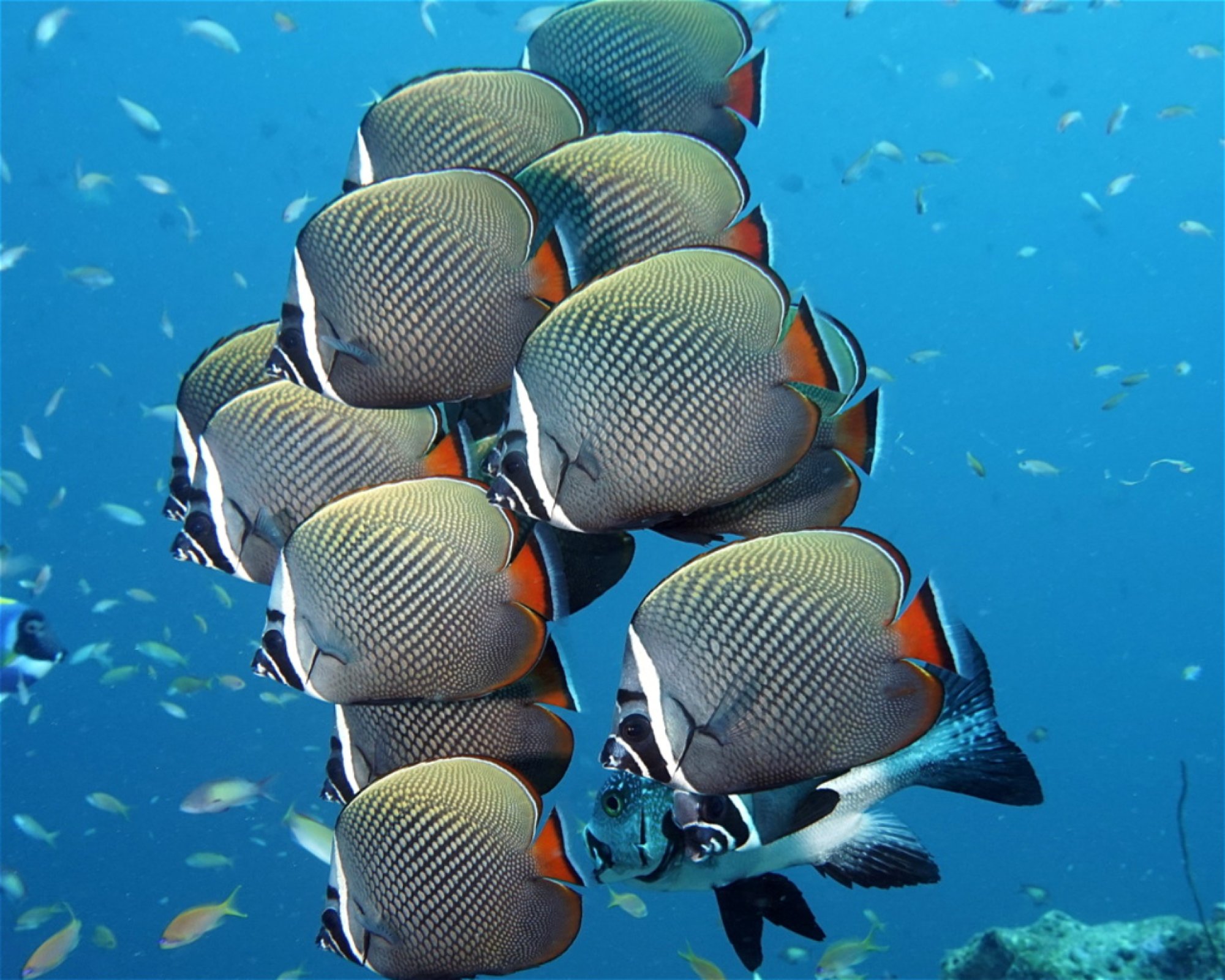 DivePoint Meedhupparu, 960 Meedhupparu