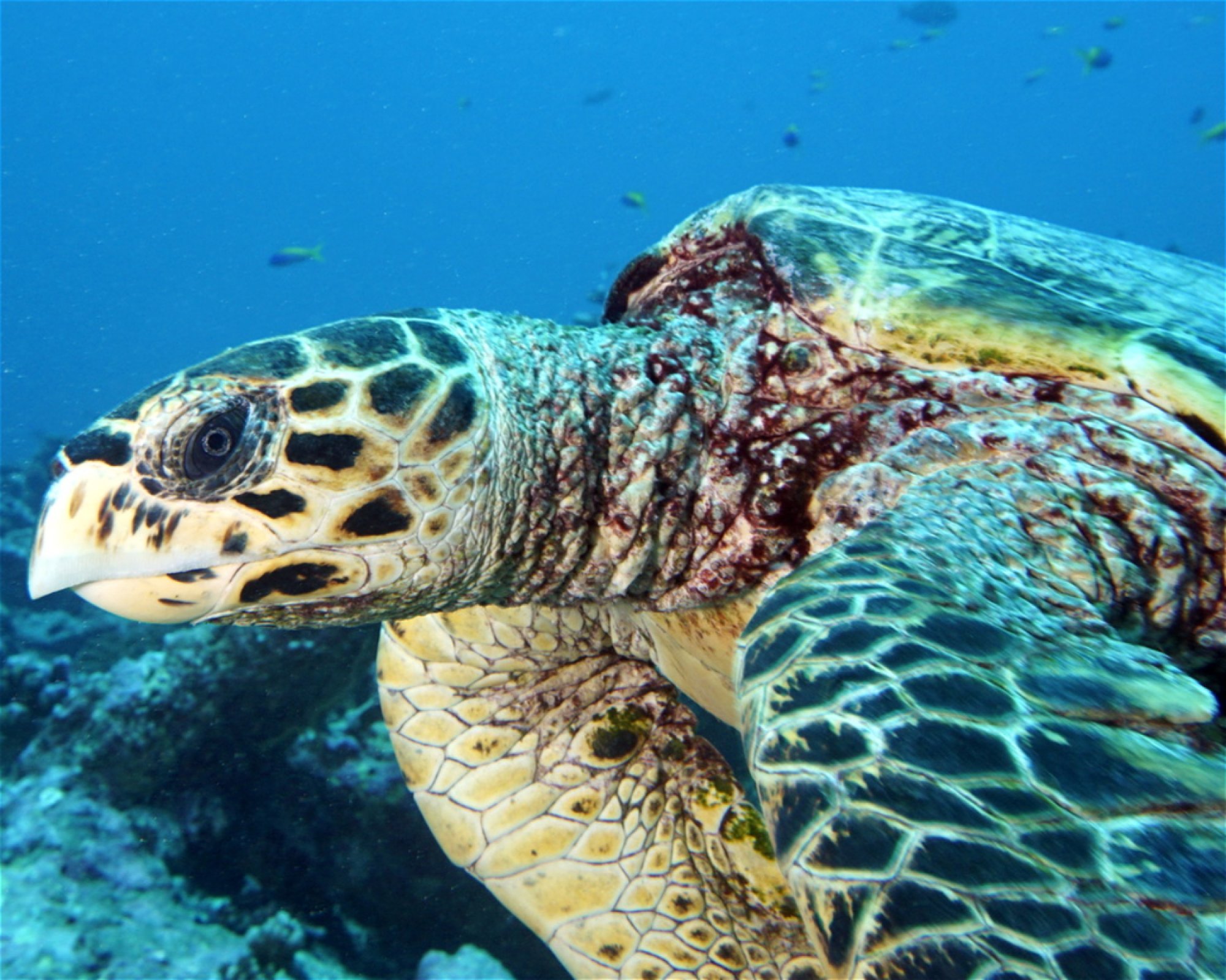 DivePoint Meedhupparu, 960 Meedhupparu