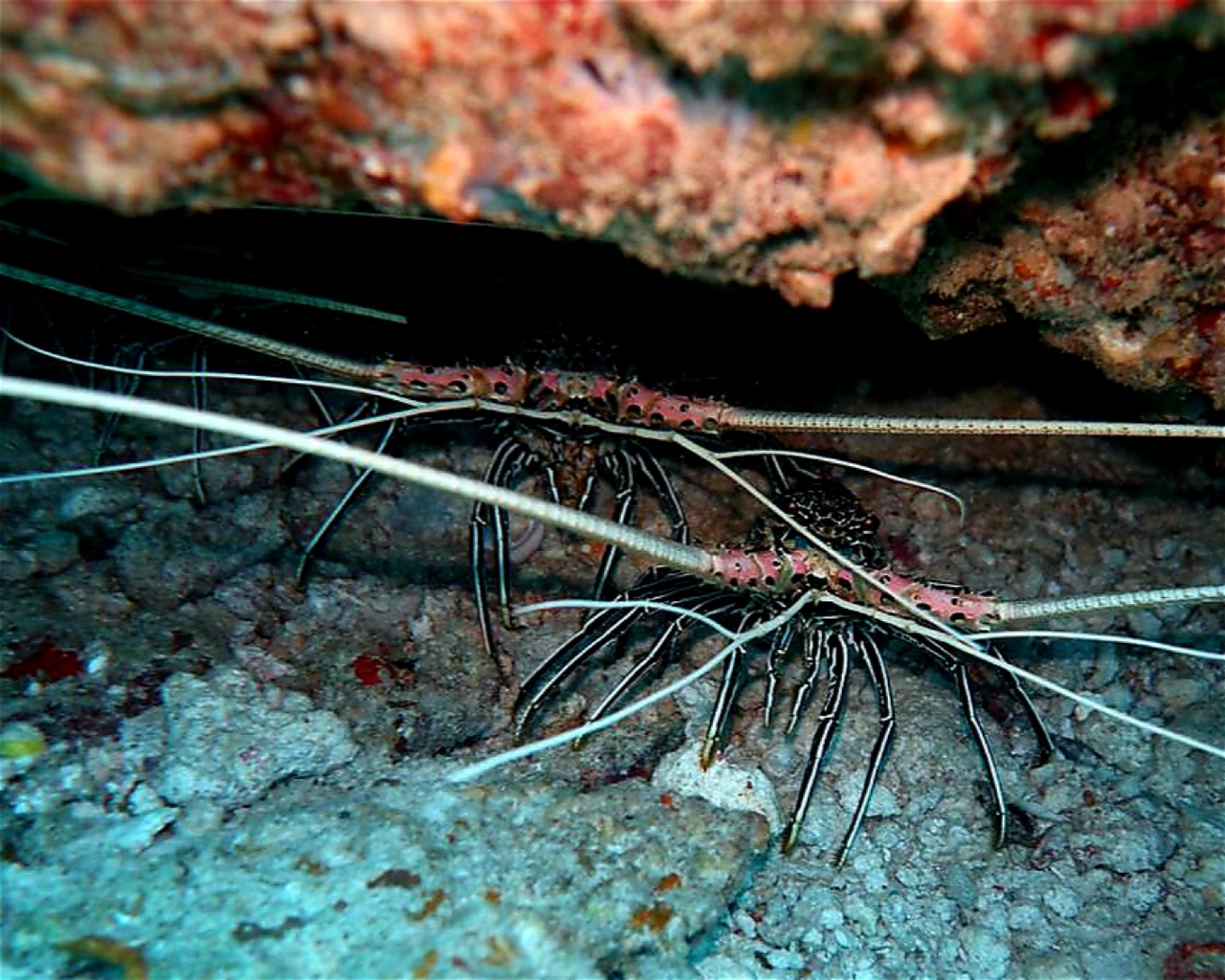 DivePoint Meedhupparu, 960 Meedhupparu