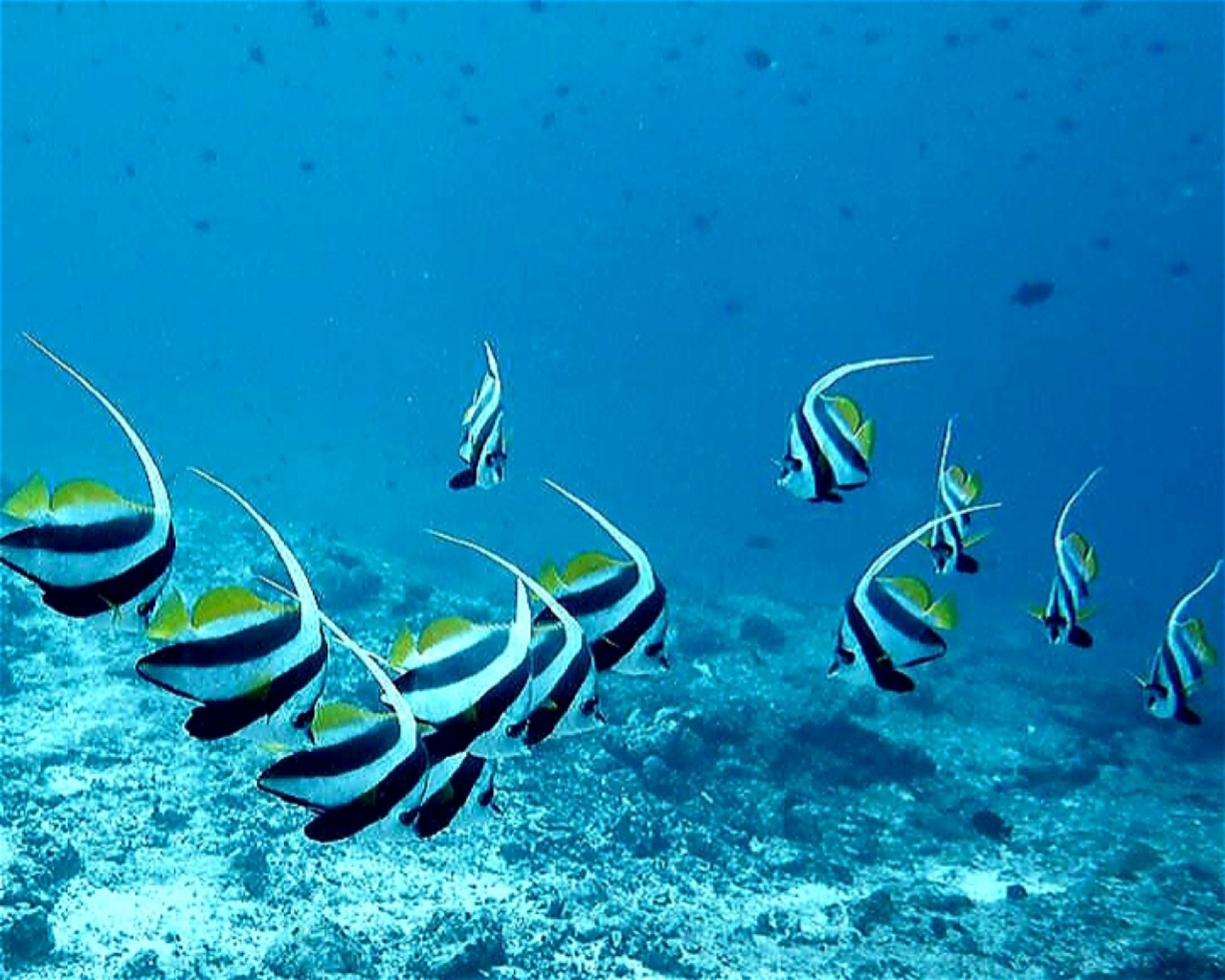 DivePoint Meedhupparu, 960 Meedhupparu