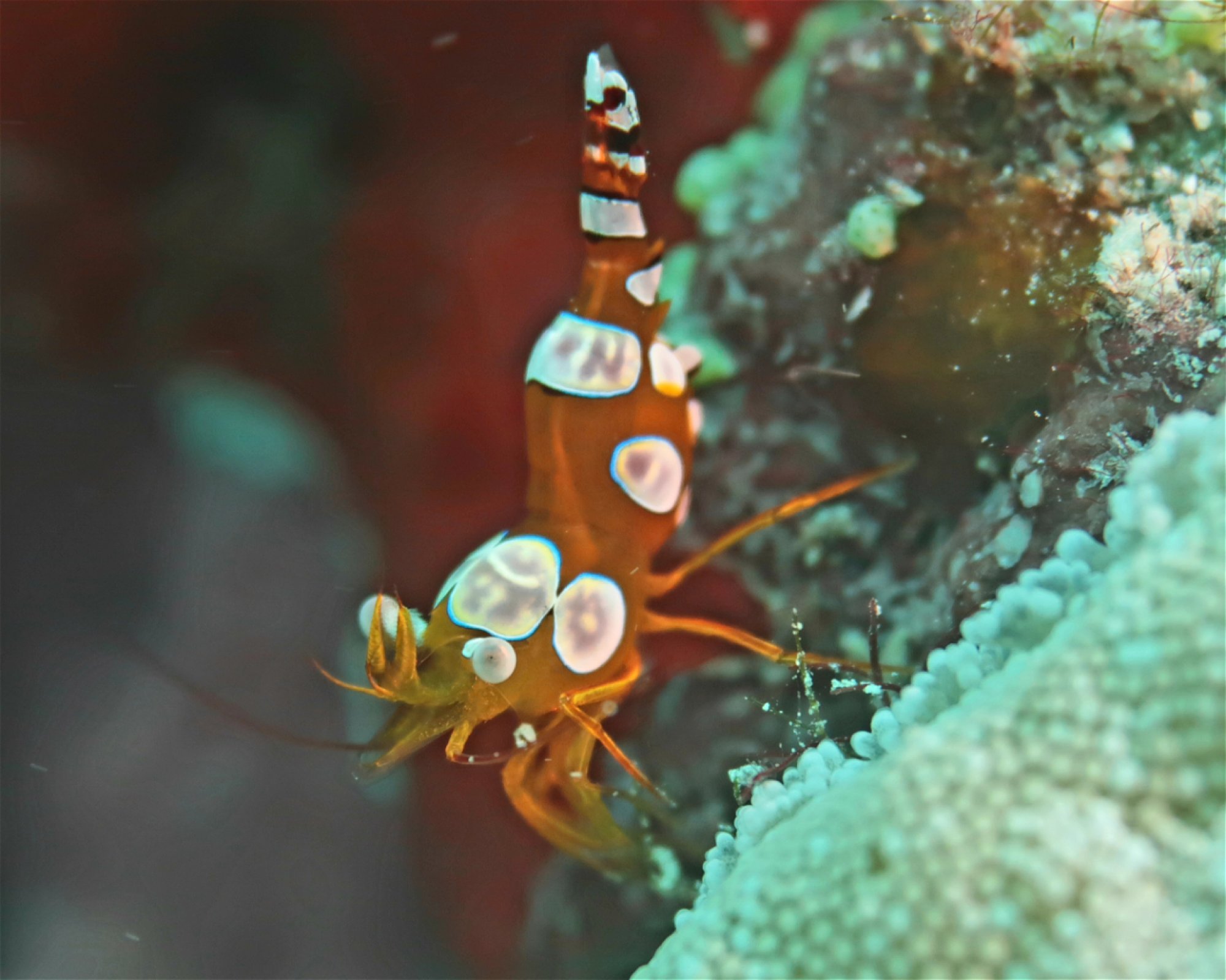 DivePoint Meedhupparu, 960 Meedhupparu