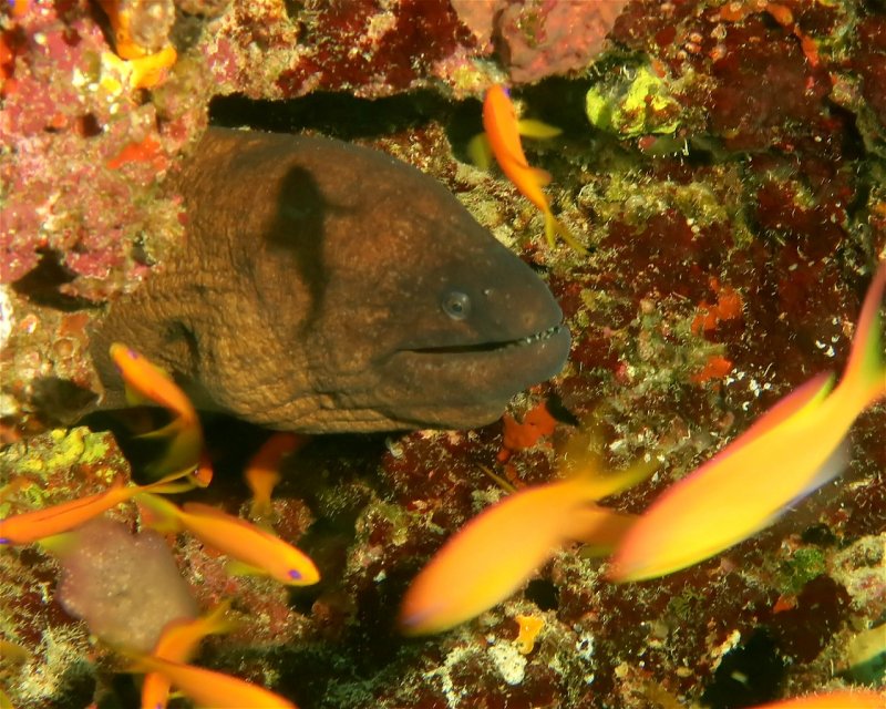 Divesite Image