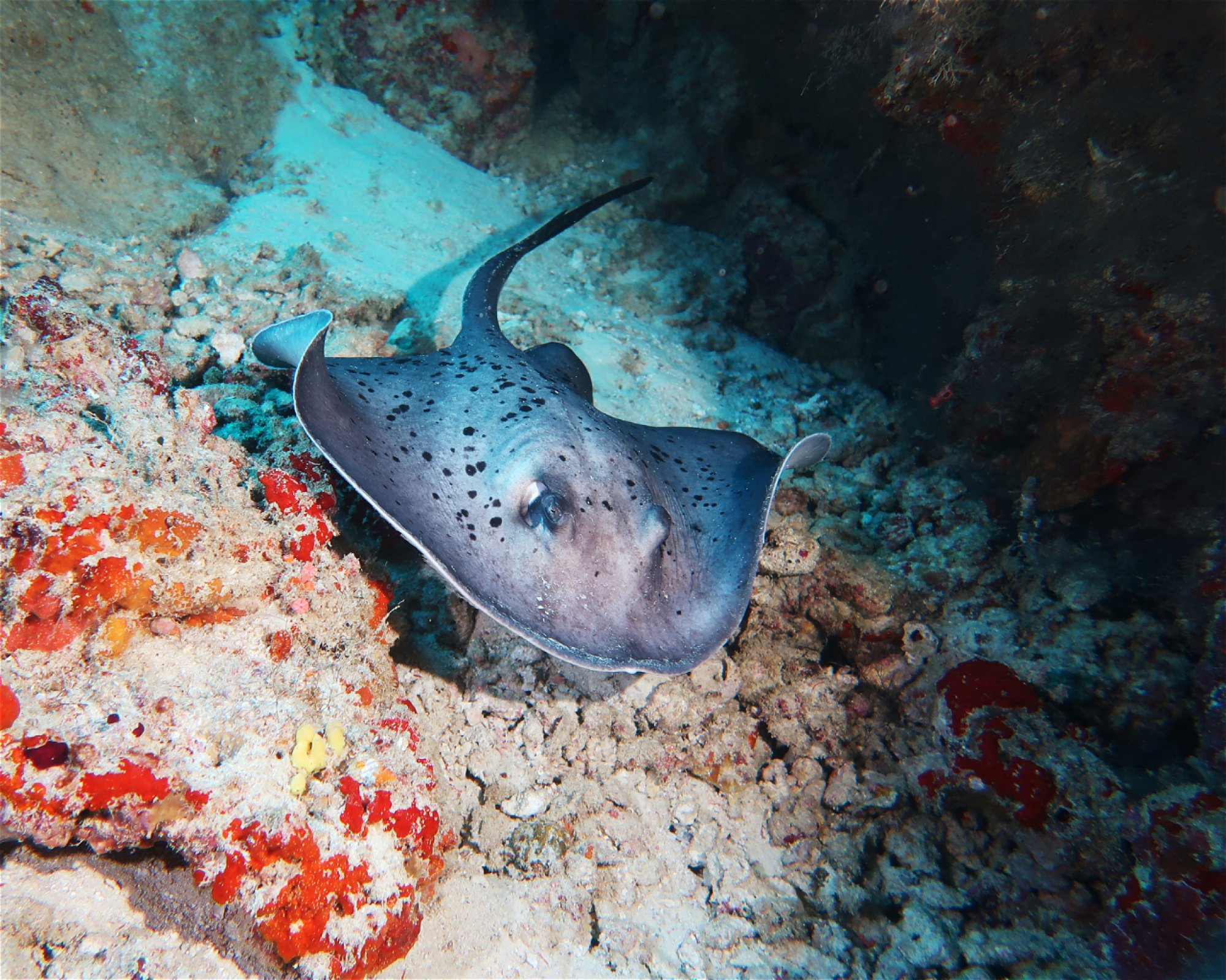 DivePoint Meedhupparu, 960 Meedhupparu