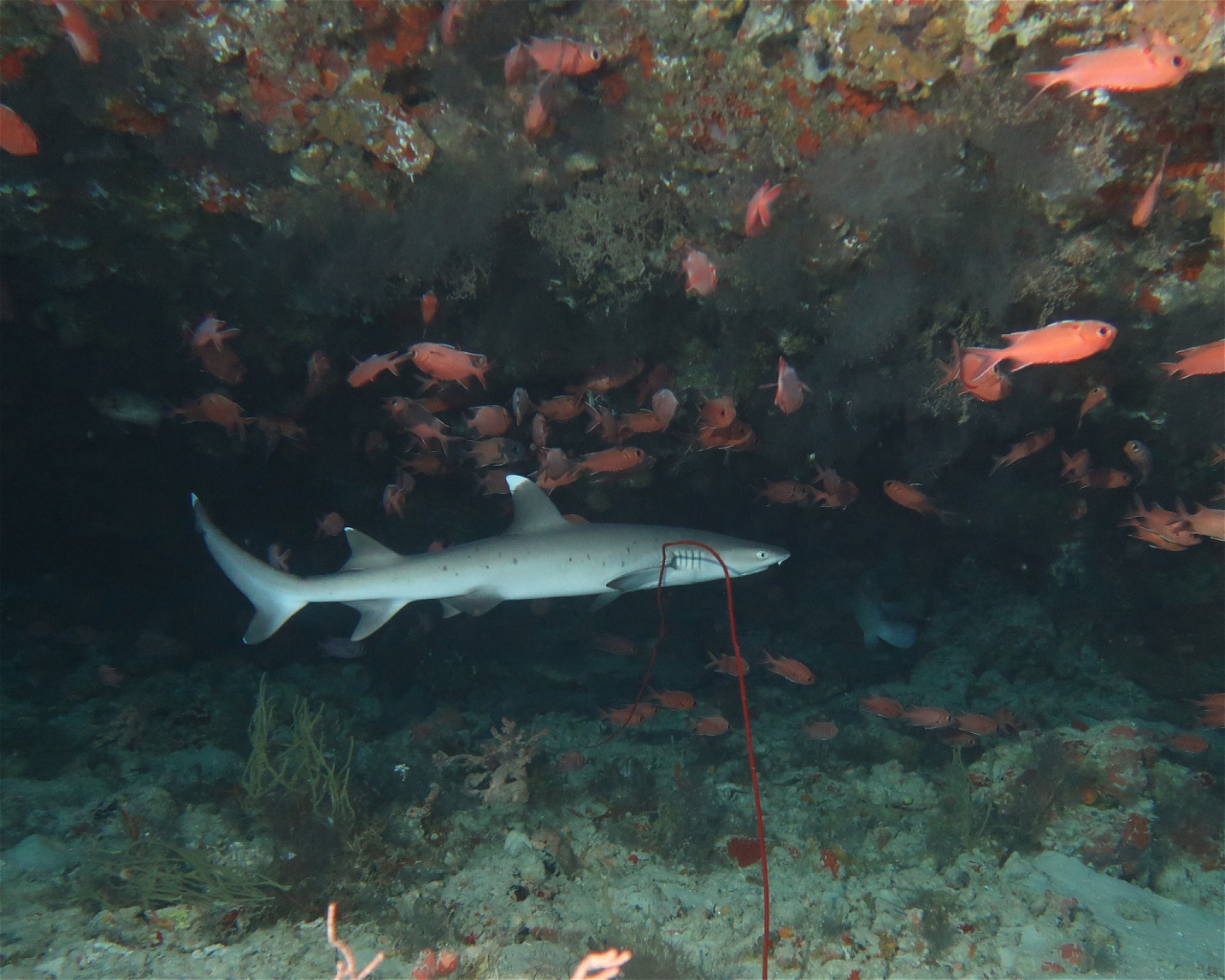 DivePoint Meedhupparu, 960 Meedhupparu