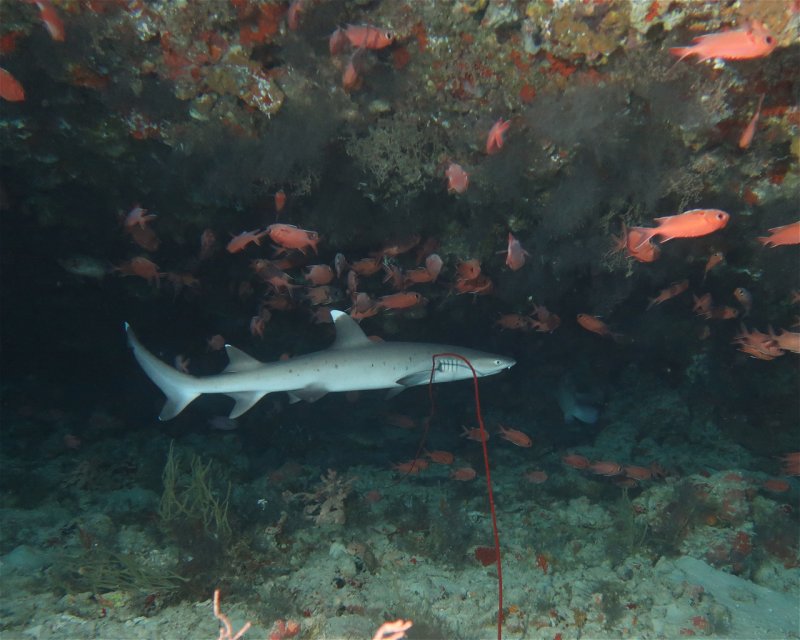 Divesite Image
