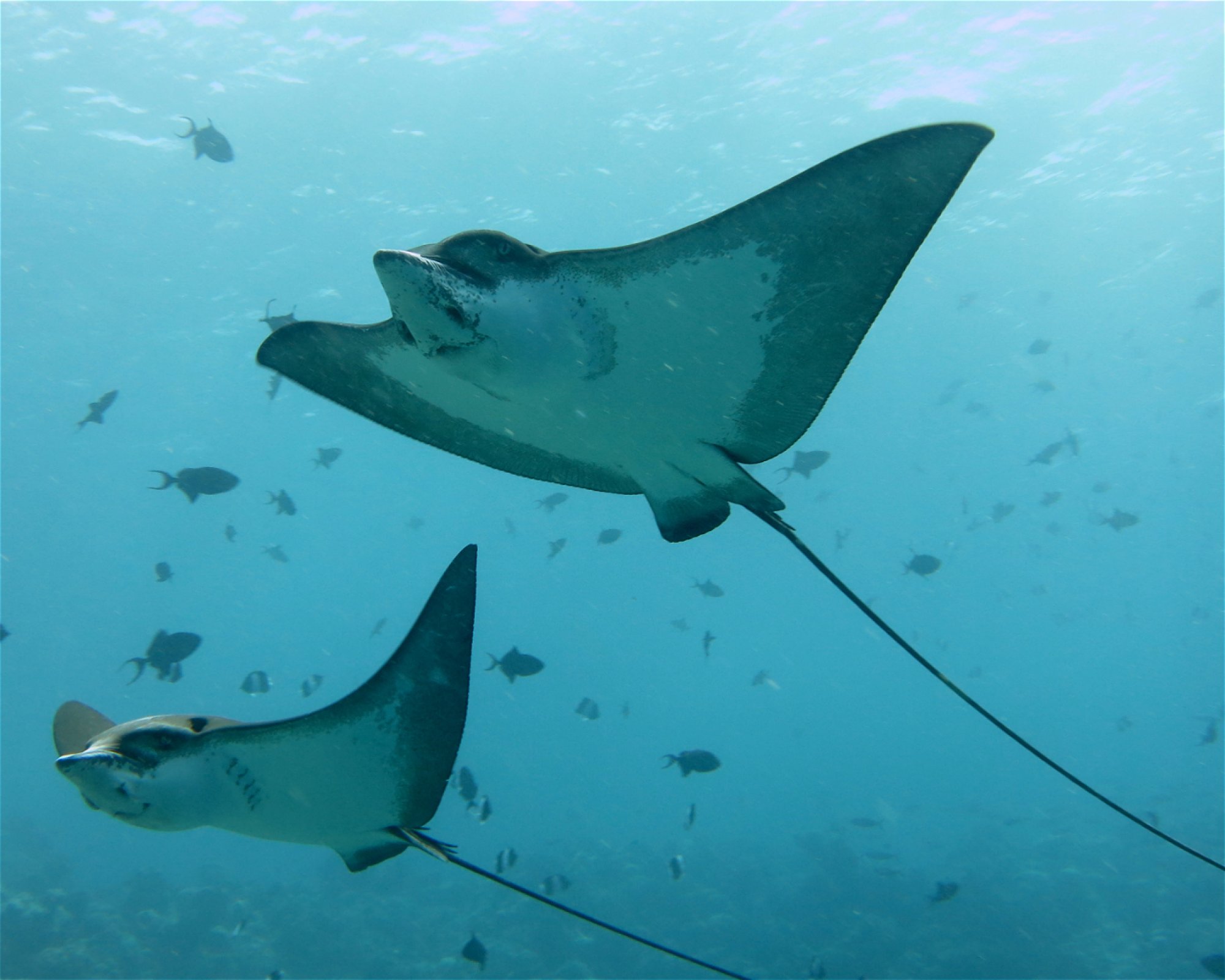 DivePoint Meedhupparu, 960 Meedhupparu