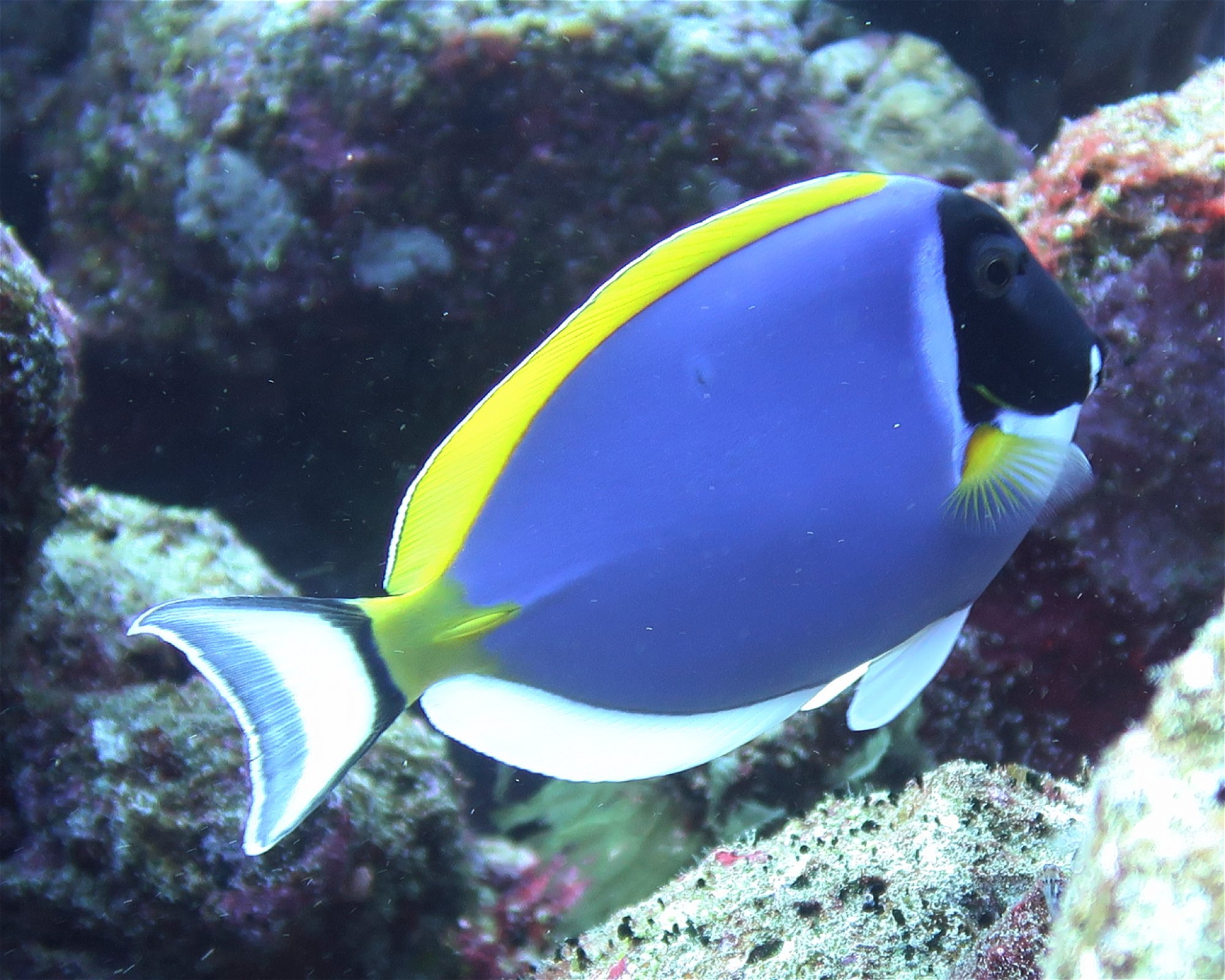 DivePoint Meedhupparu, 960 Meedhupparu