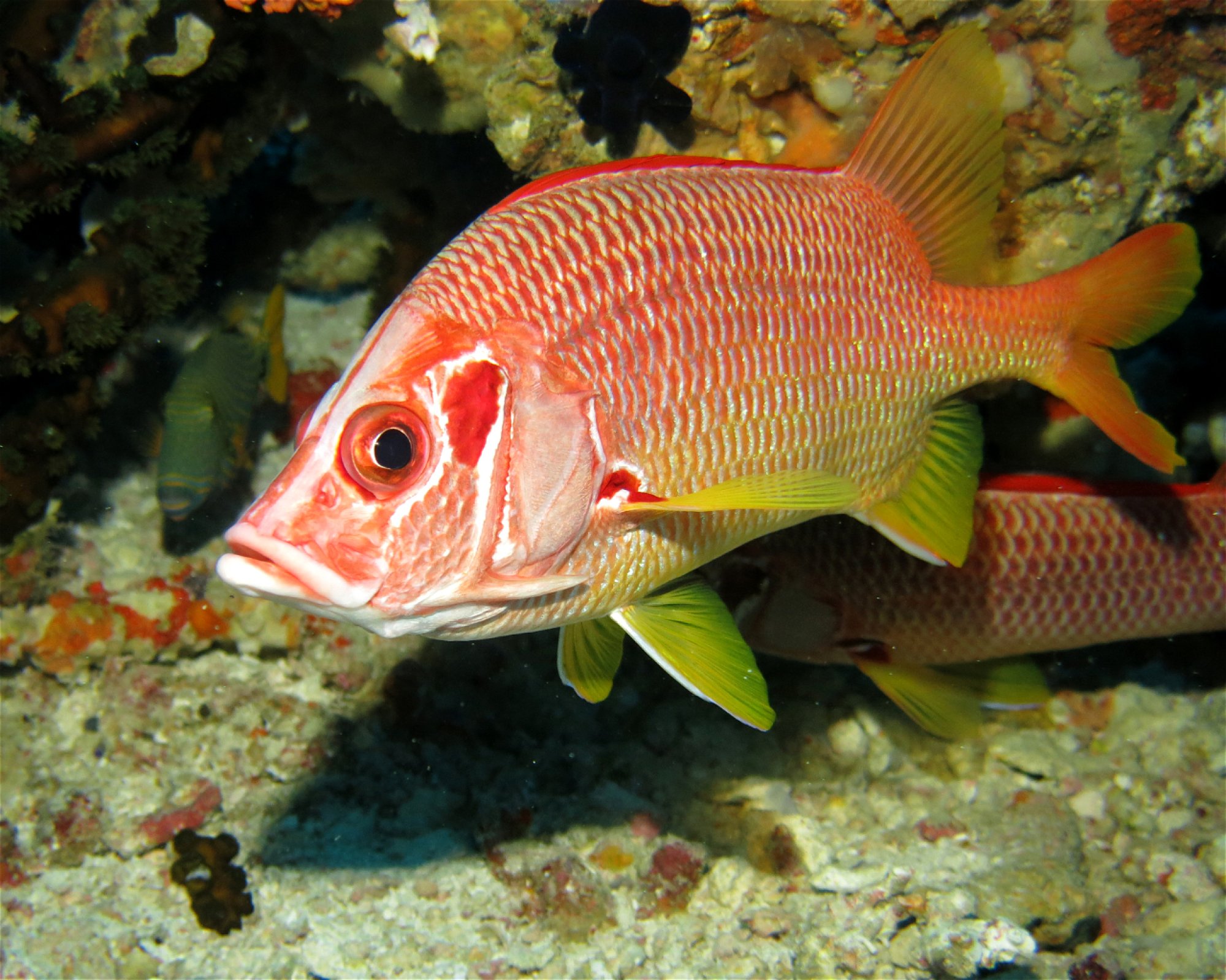 DivePoint Meedhupparu, 960 Meedhupparu
