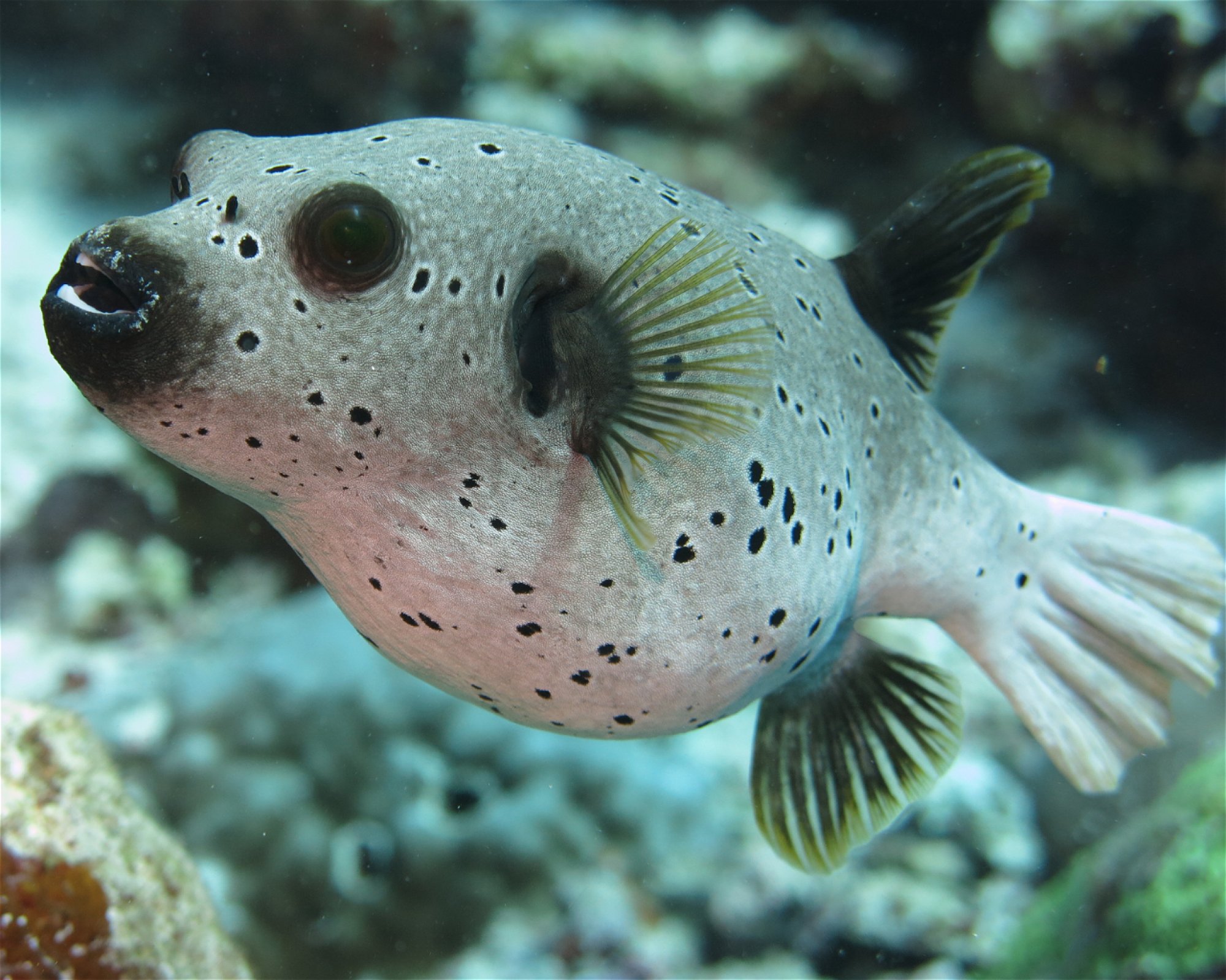 DivePoint Meedhupparu, 960 Meedhupparu