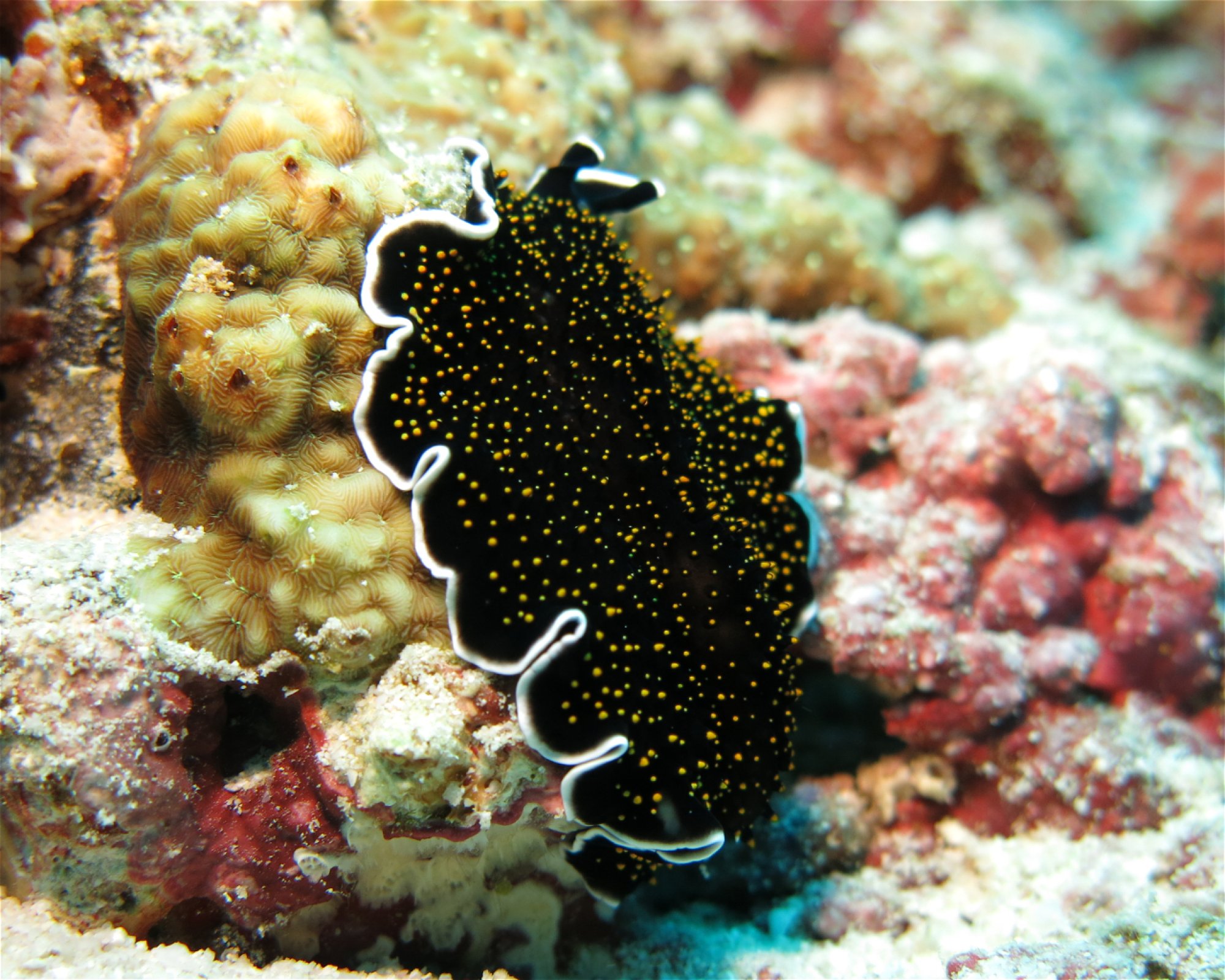 DivePoint Meedhupparu, 960 Meedhupparu