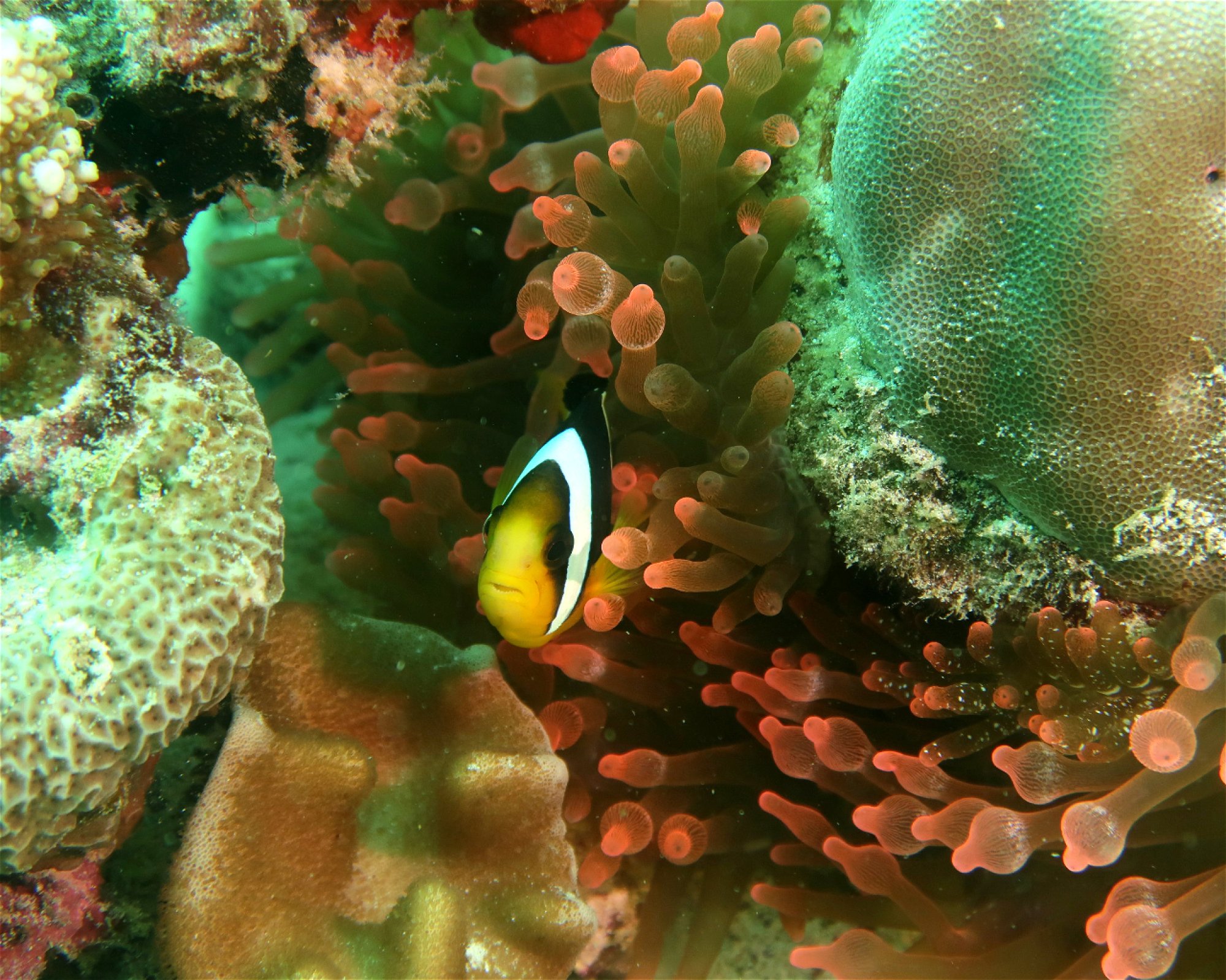 DivePoint Meedhupparu, 960 Meedhupparu