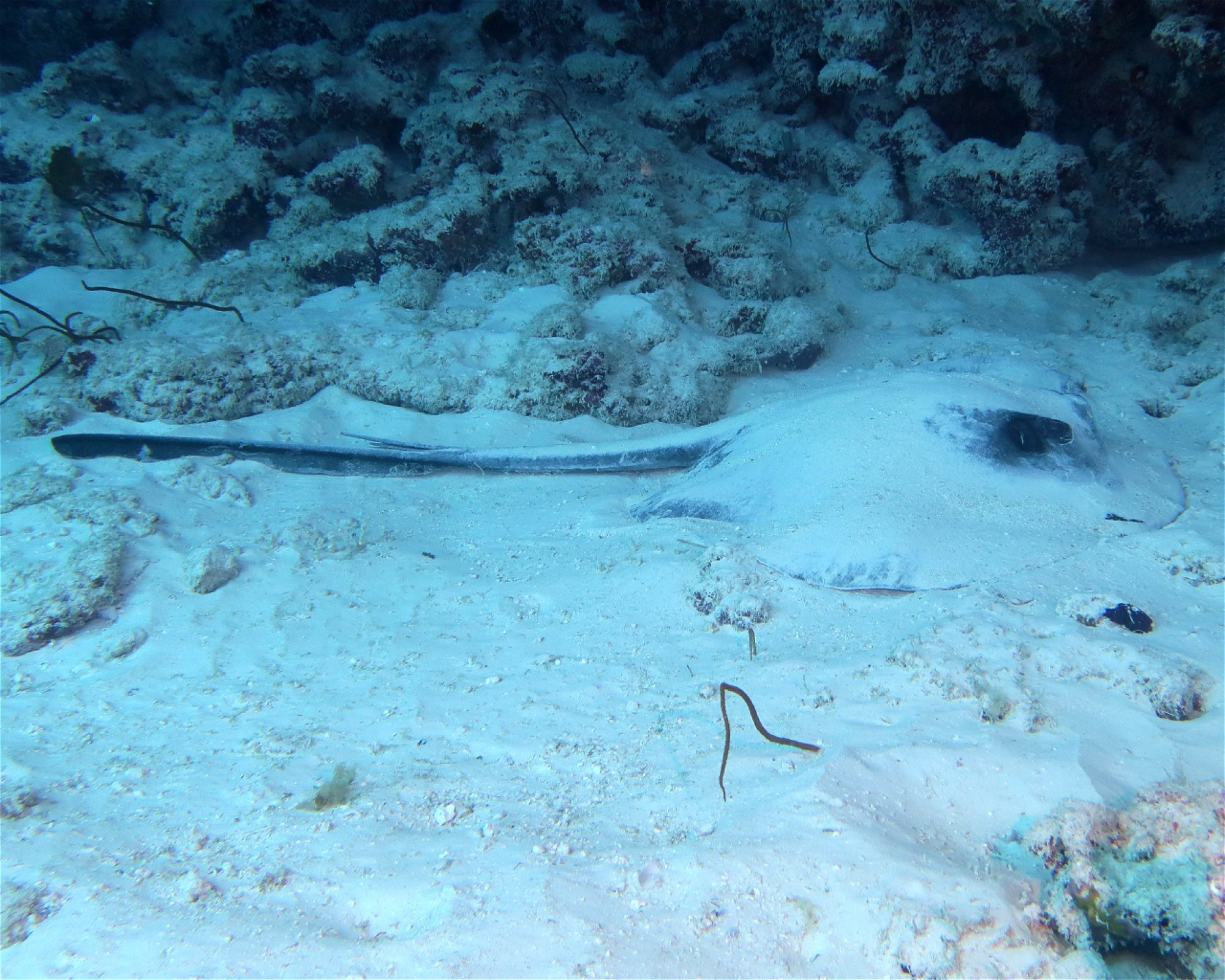 DivePoint Meedhupparu, 960 Meedhupparu