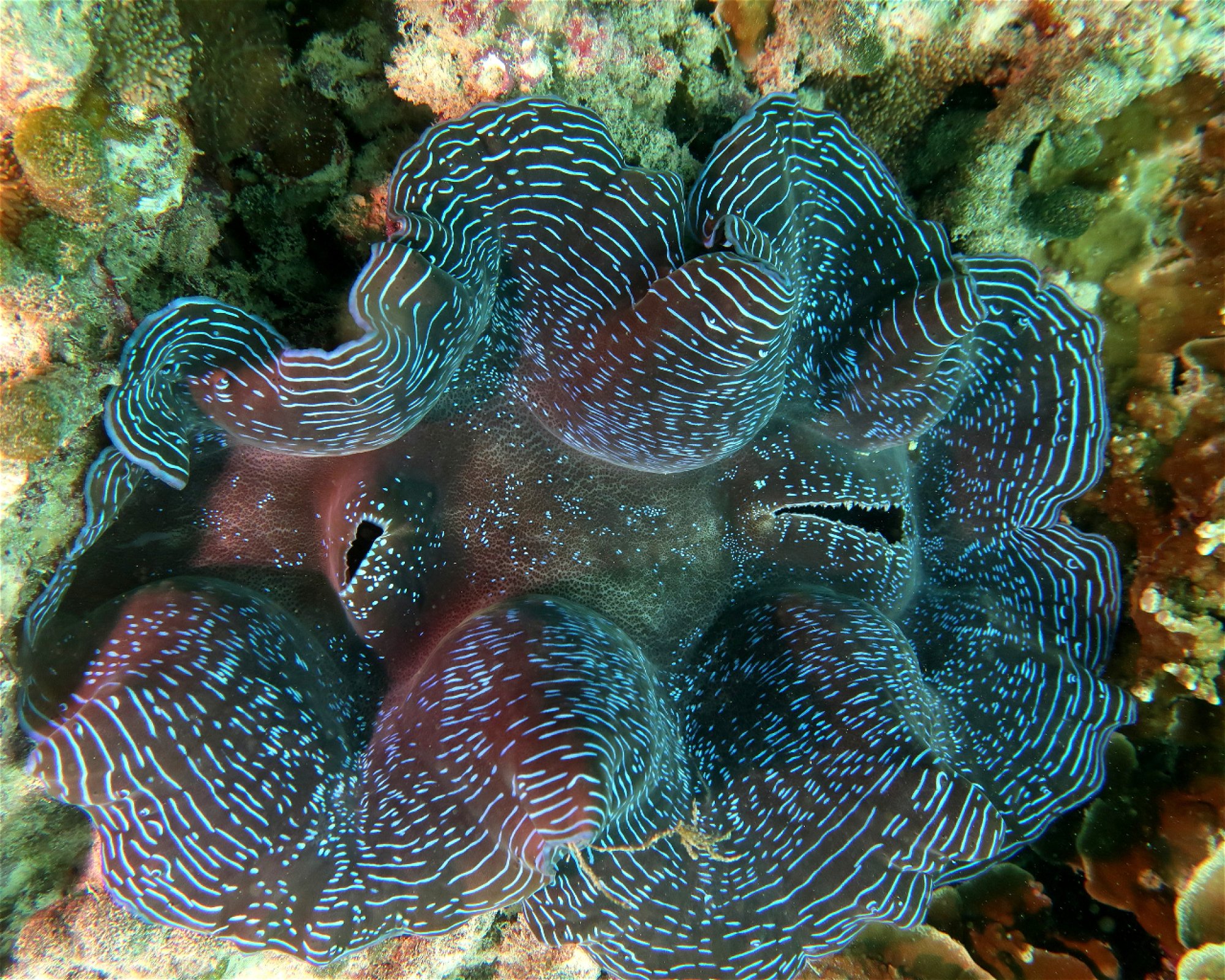 DivePoint Meedhupparu, 960 Meedhupparu
