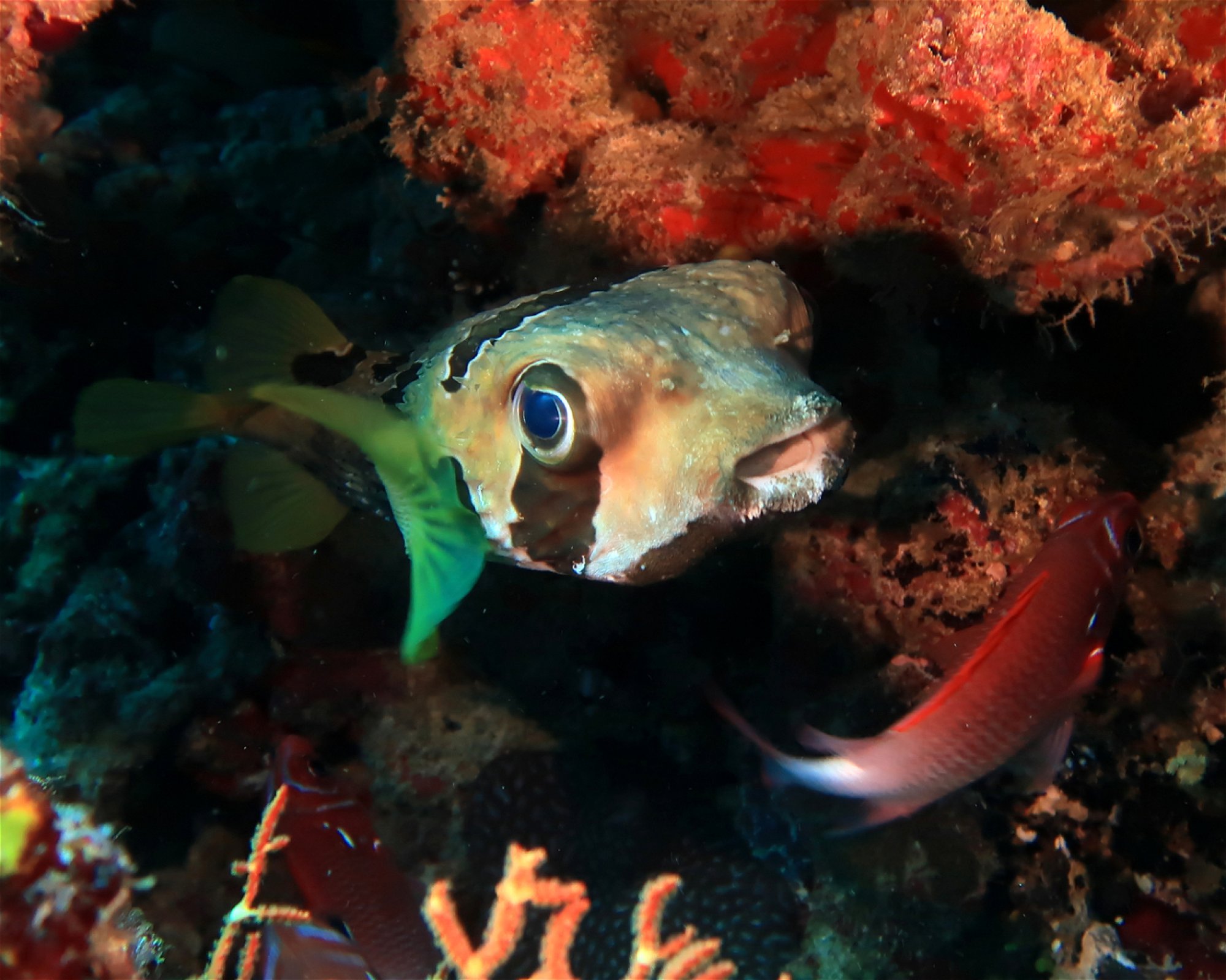 DivePoint Meedhupparu, 960 Meedhupparu