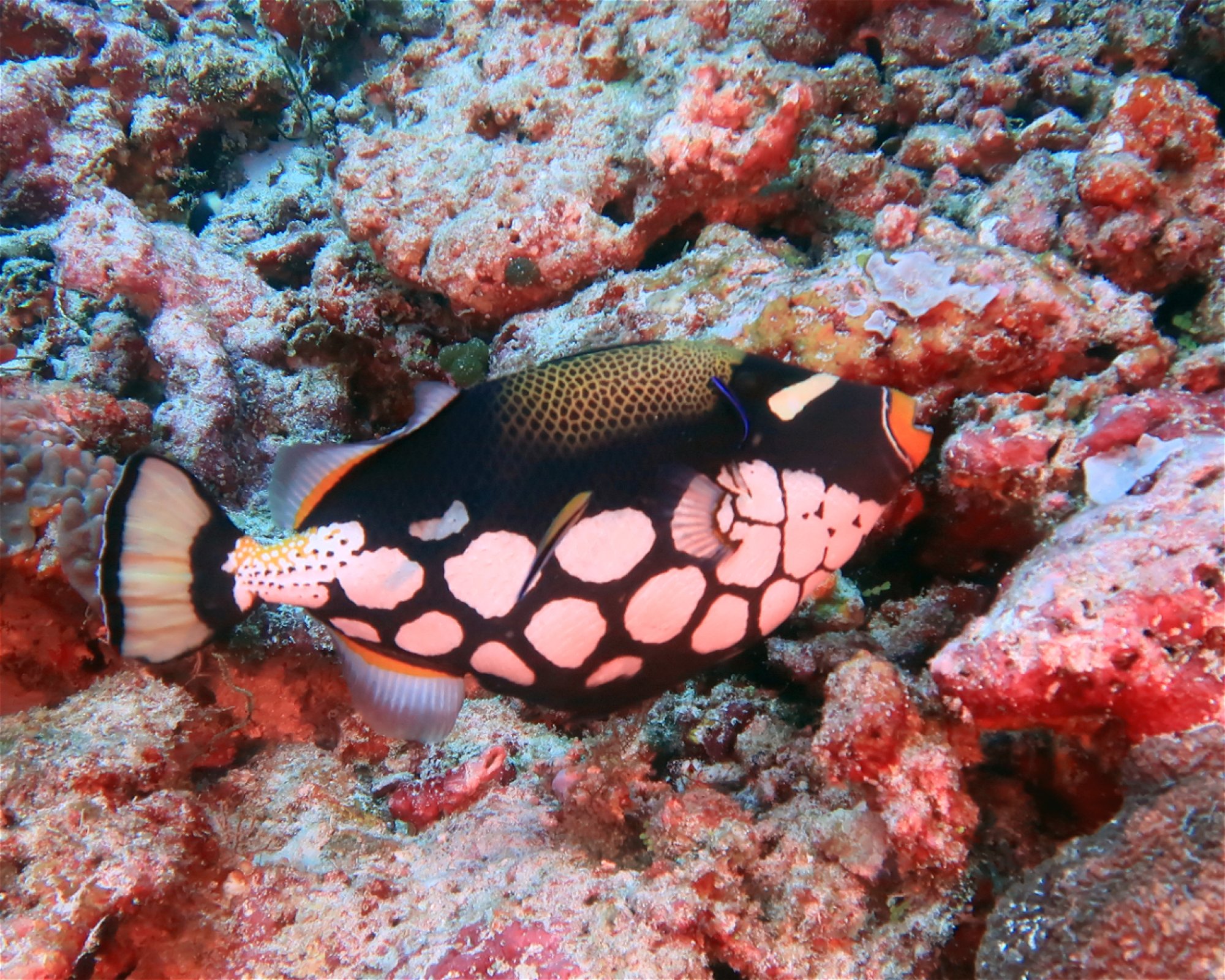 DivePoint Meedhupparu, 960 Meedhupparu