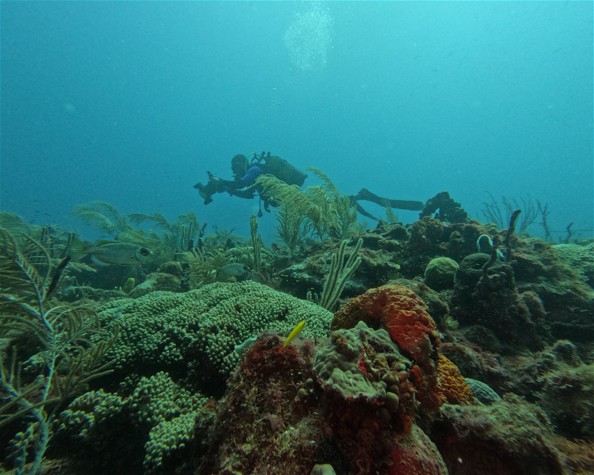 SEACRETDIVE, 97117 PORT-LOUIS