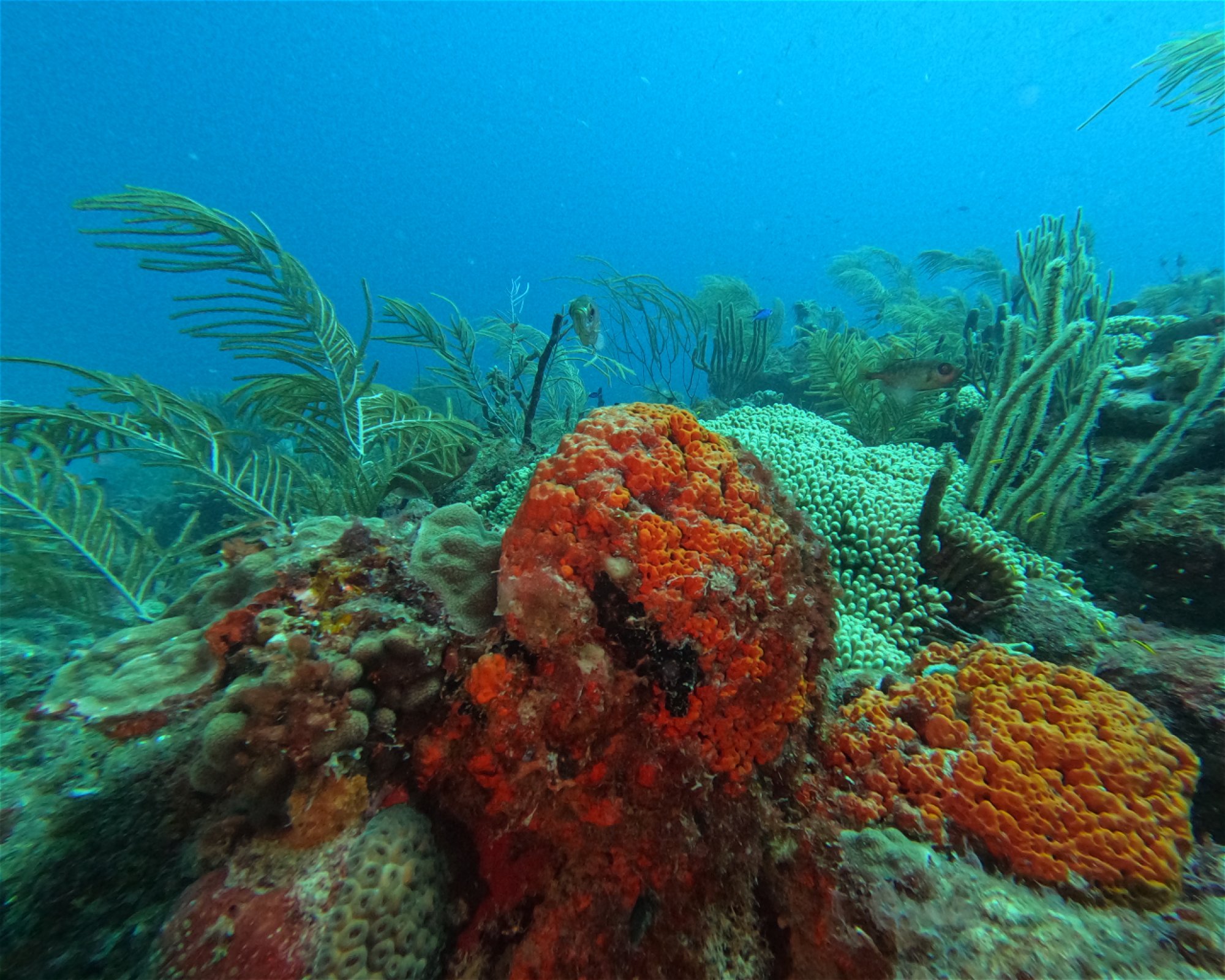 SEACRETDIVE, 97117 PORT-LOUIS