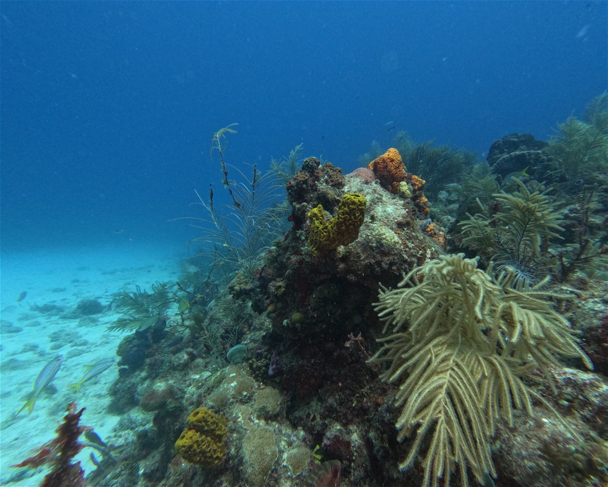 SEACRETDIVE, 97117 PORT-LOUIS