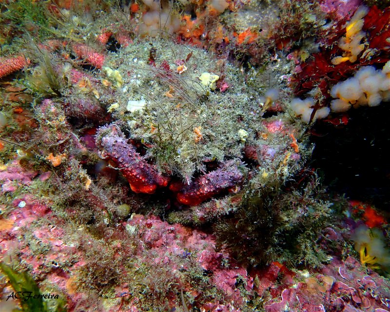 Divesite Image