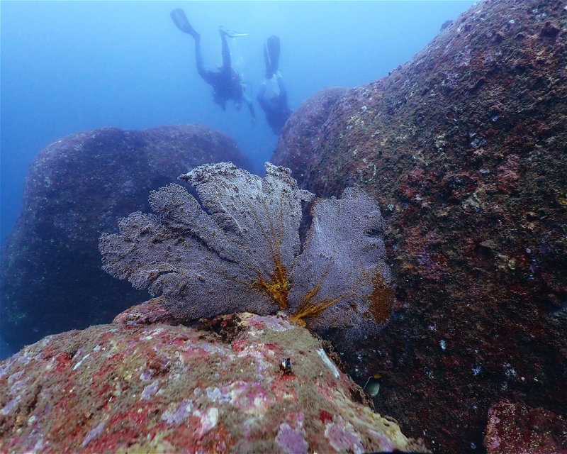 Divesite Image