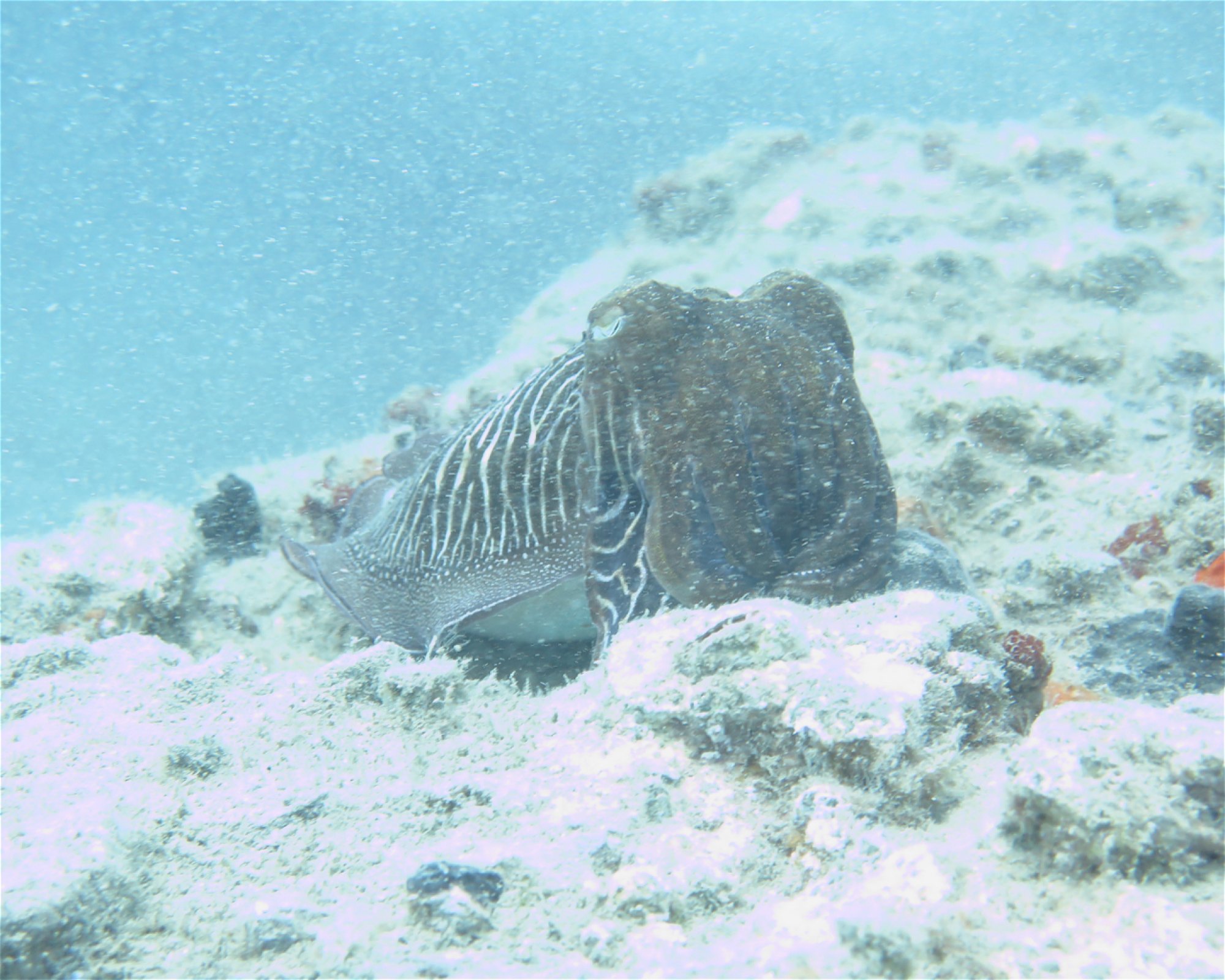 SCUBA SUR, 35120 Arguineguin