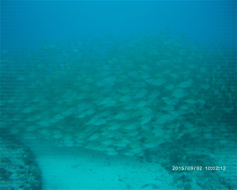 Divesite Image
