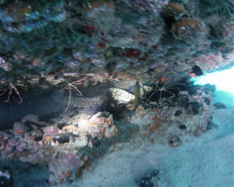 Divesite Image