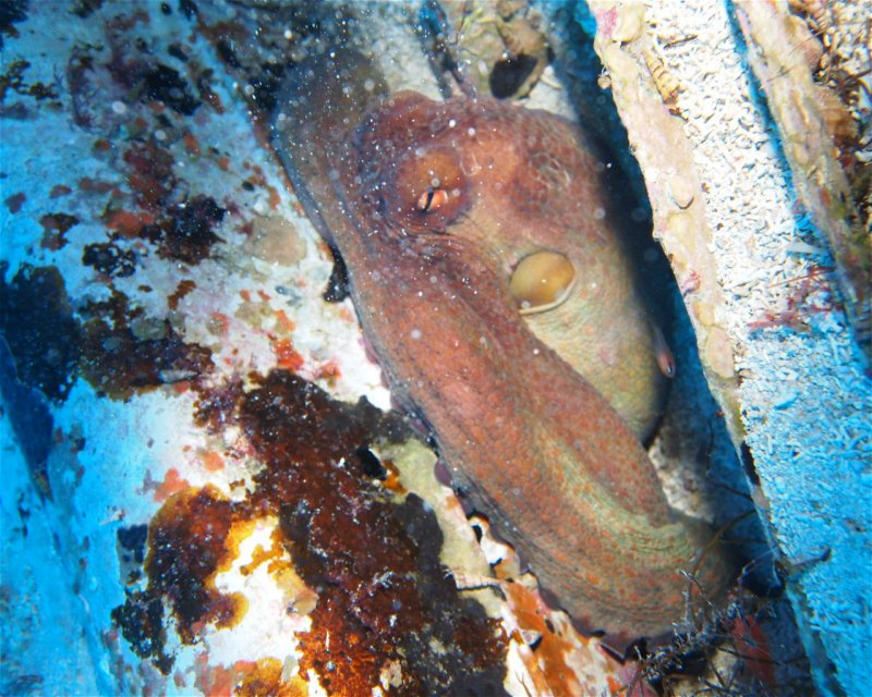 Divesite Image