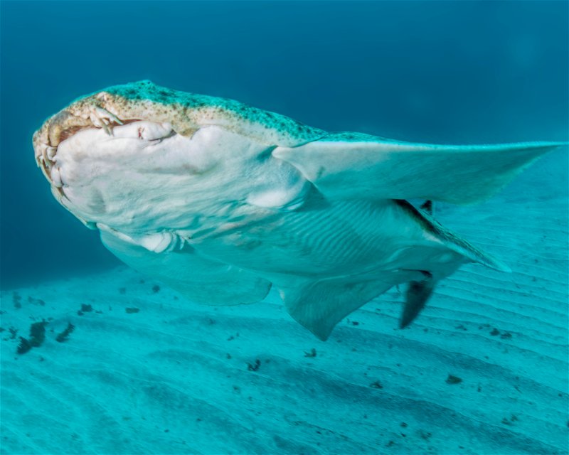 Divesite Image