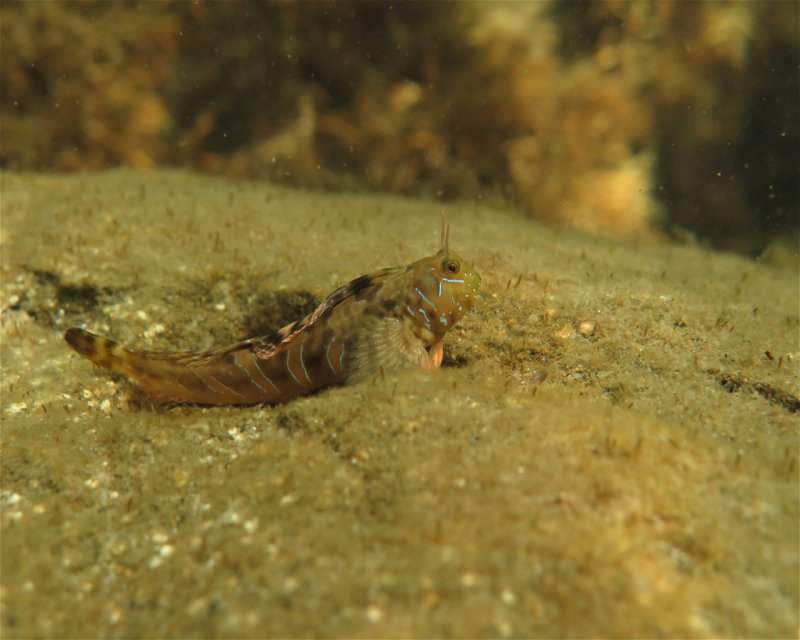 Divesite Image