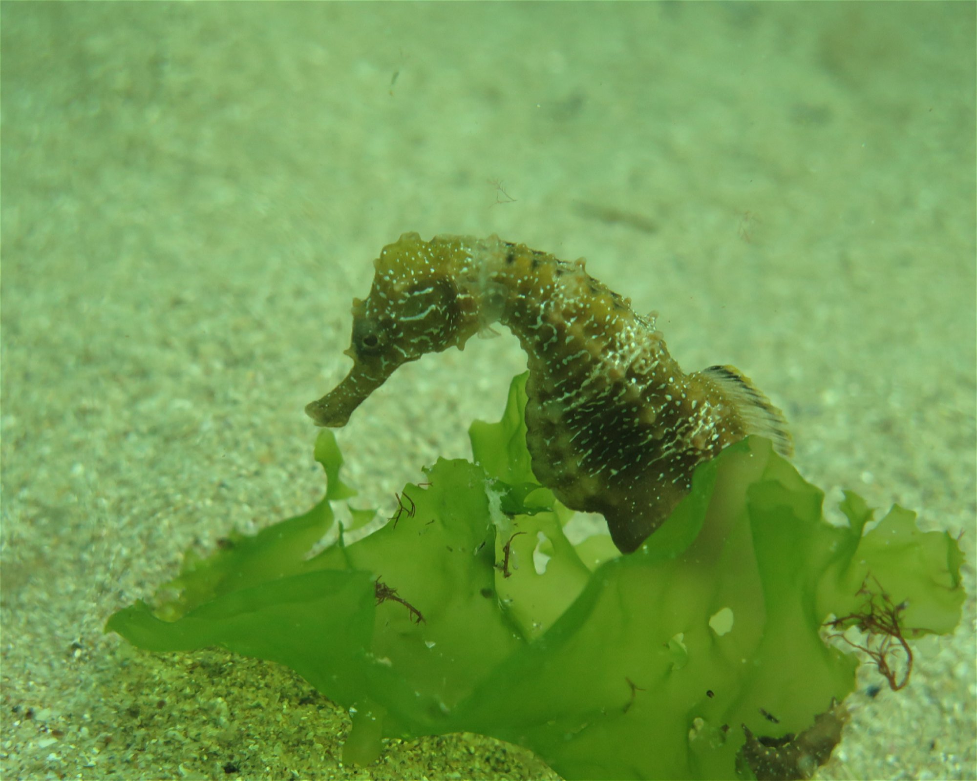 Sub Diving, 8130 Sozopol