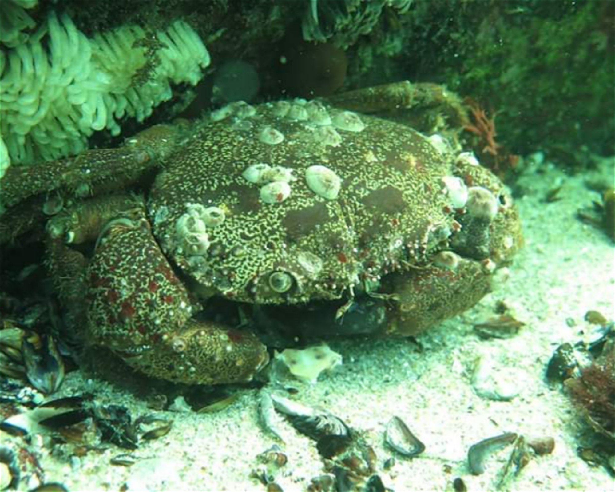 Sub Diving, 8130 Sozopol