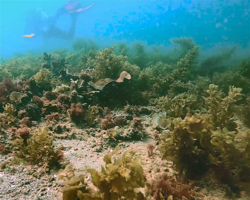 Divesite Image