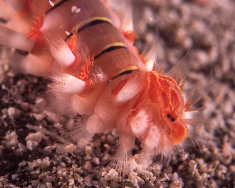 Divesite Image