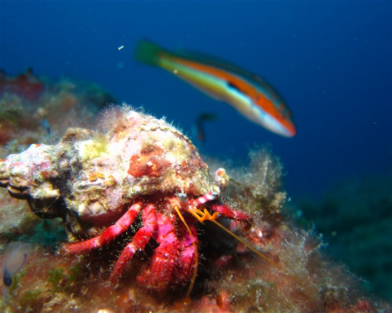 Divesite Image