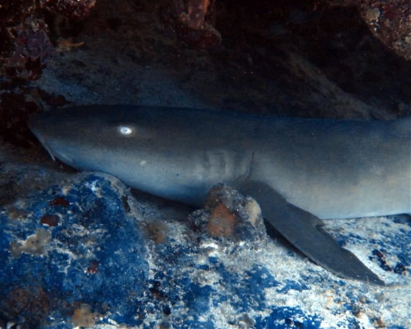 Divesite Image