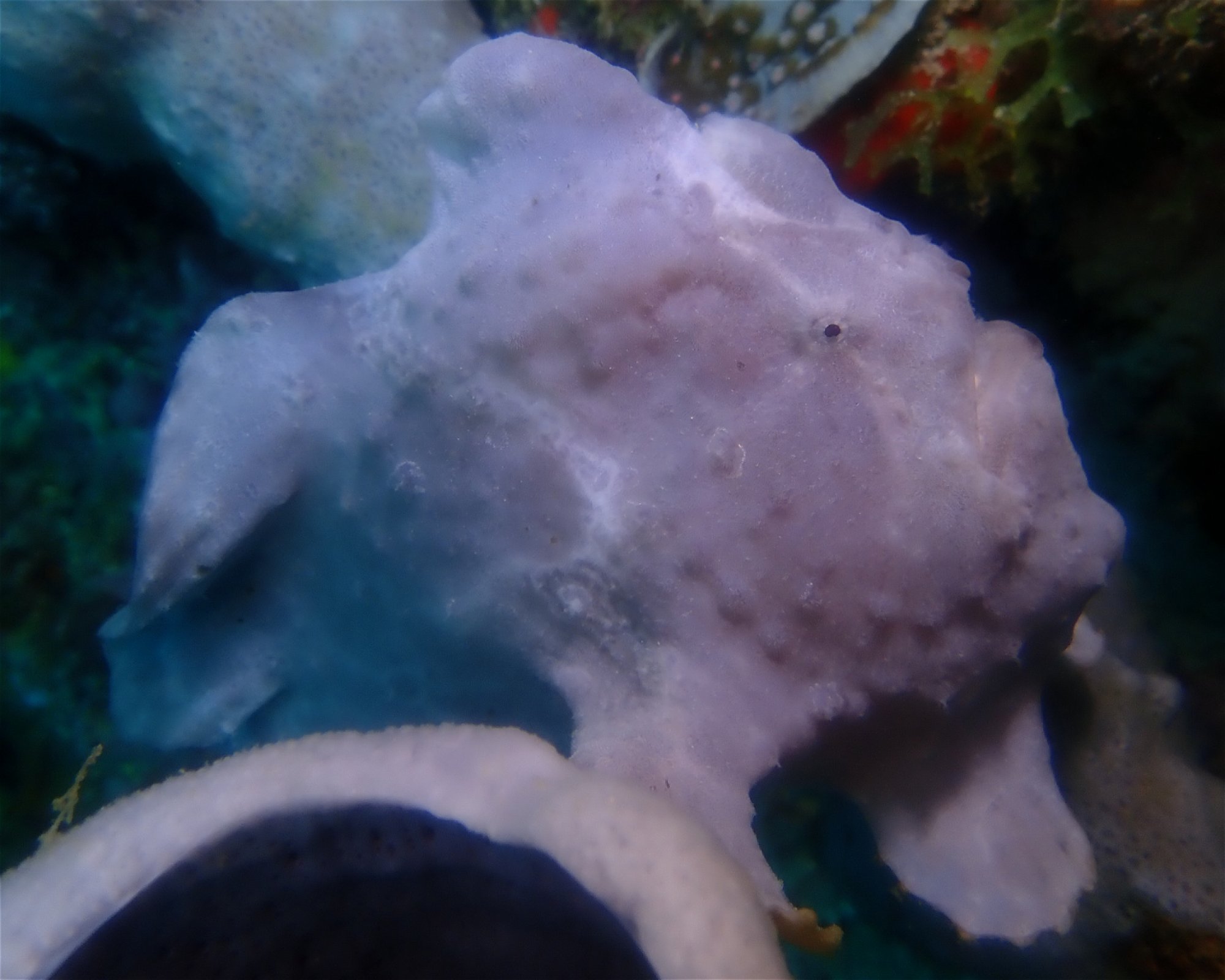 Mactan Scuba Dive Centre, 6015 Lapu Lapu City