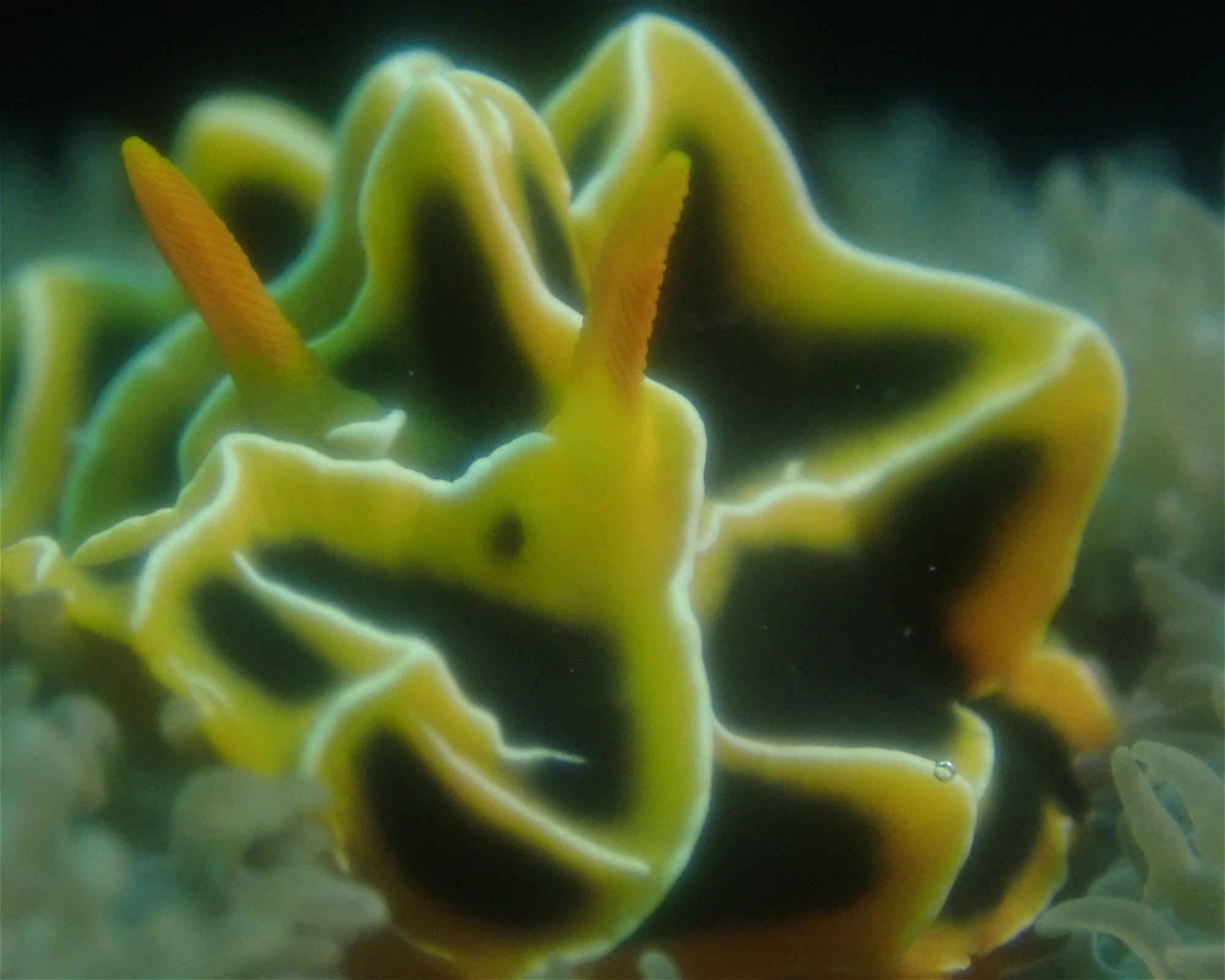 Mactan Scuba Dive Centre, 6015 Lapu Lapu City